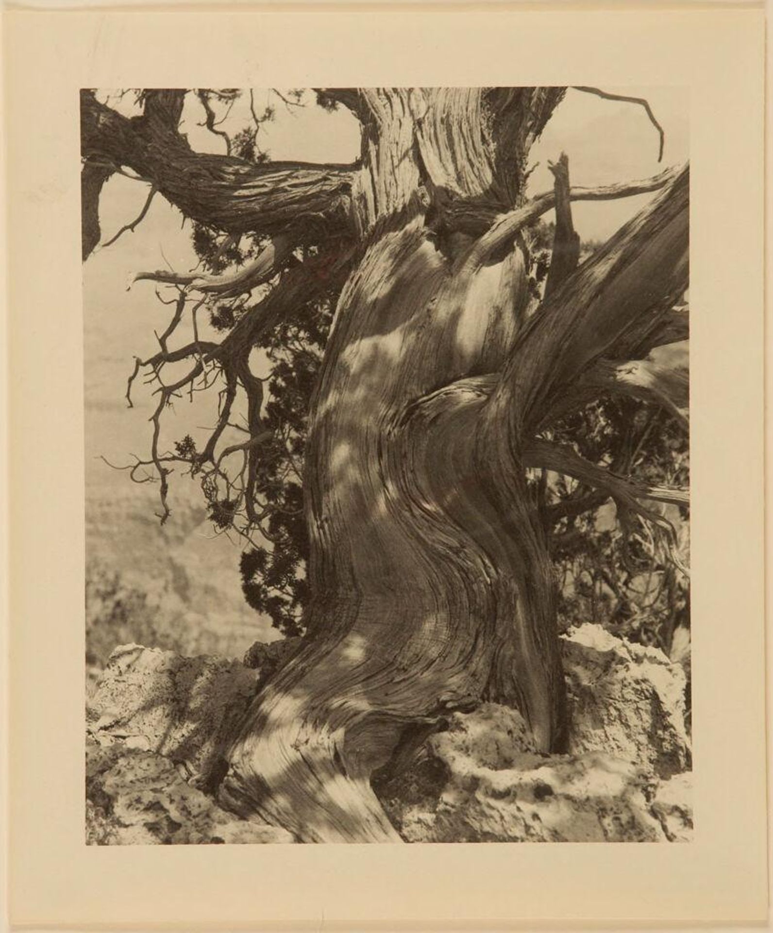 Gnarled Trees, High Sierras by William Edward Dassonville