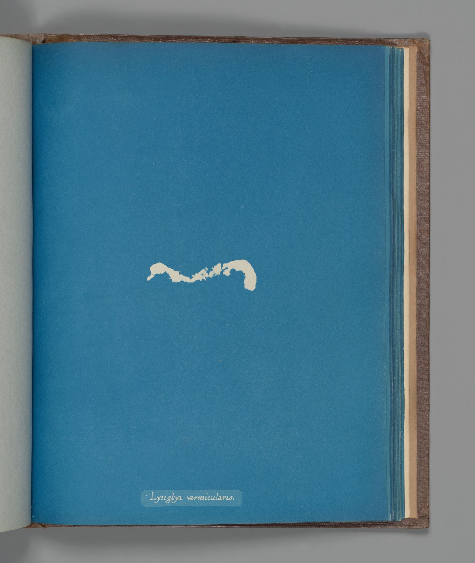 Lyngbya vermicularis by Anna Atkins