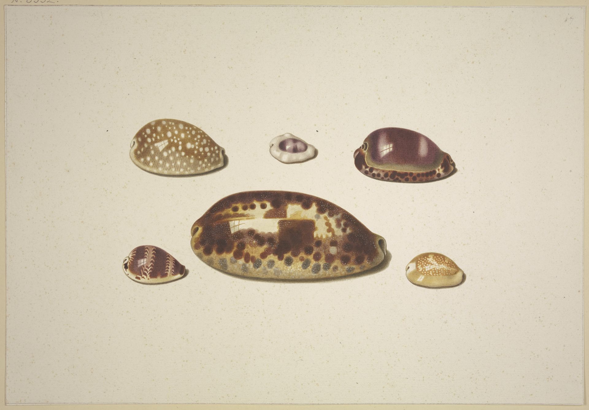 Sechs Muscheln, dabei eine große braune by D. Hogh