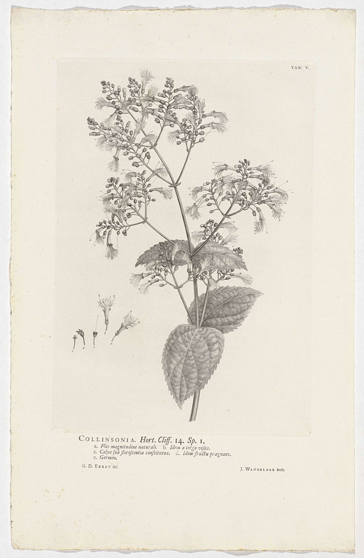 Collinsonia canadensis by Jan Wandelaar