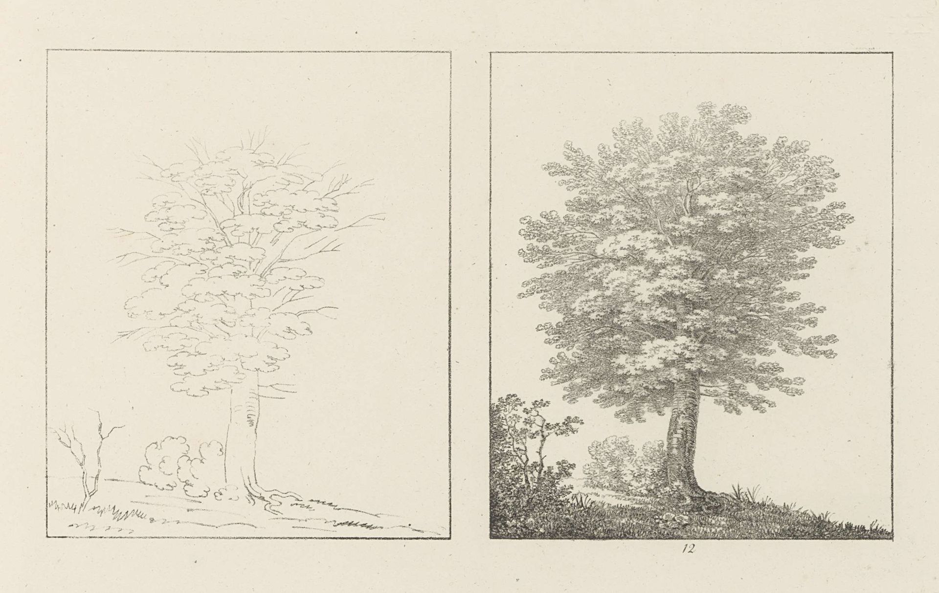 Albumblad met twee voorstellingen van twee beukenbomen: links het ontwerp, rechts de uitvoering by Max Josef Wagenbauer