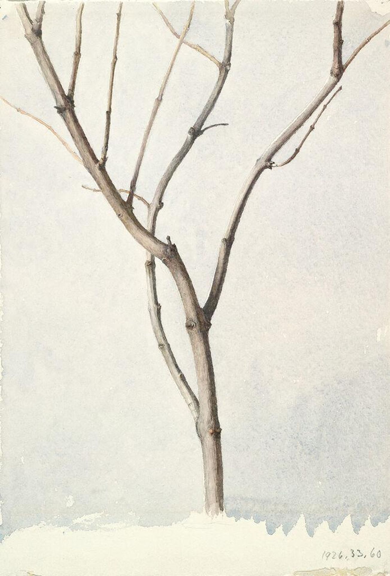 Bare Tree by Charles Herbert