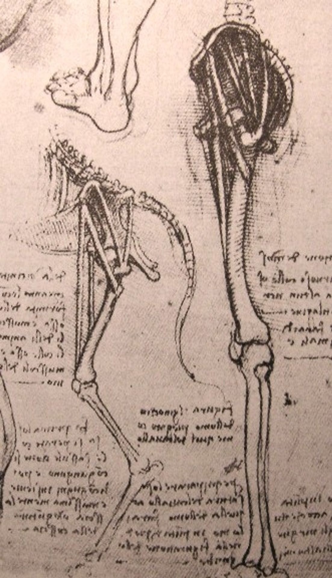 Drawing of the comparative anatomy of the legs of a man and a dog by Leonardo da Vinci