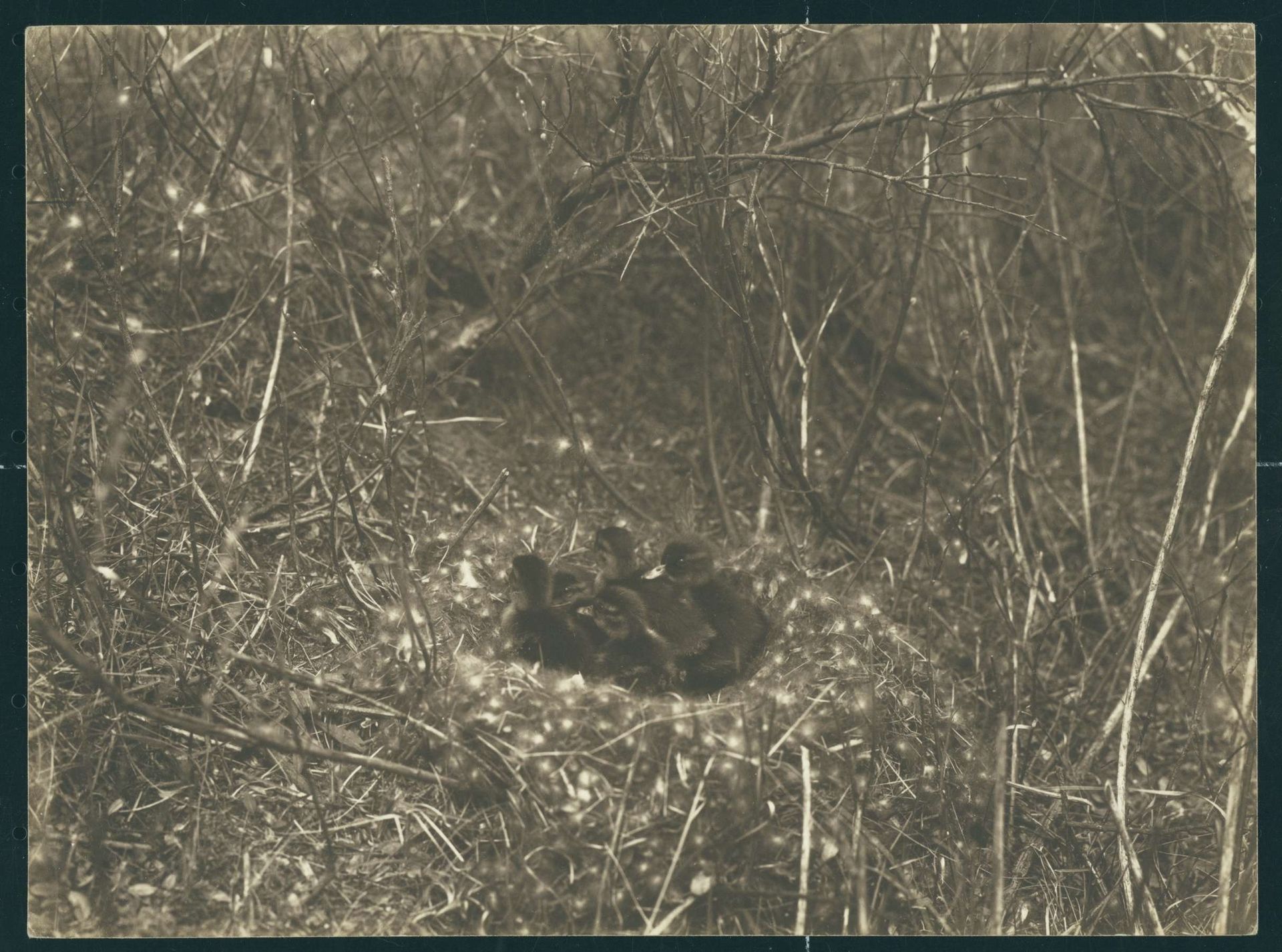 Nest met eendjes by Richard Tepe