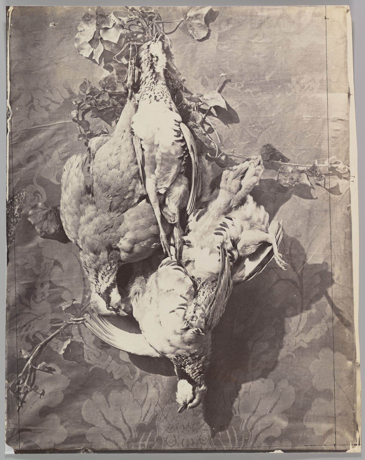 [Still Life with Game Birds] by Charles Nègre