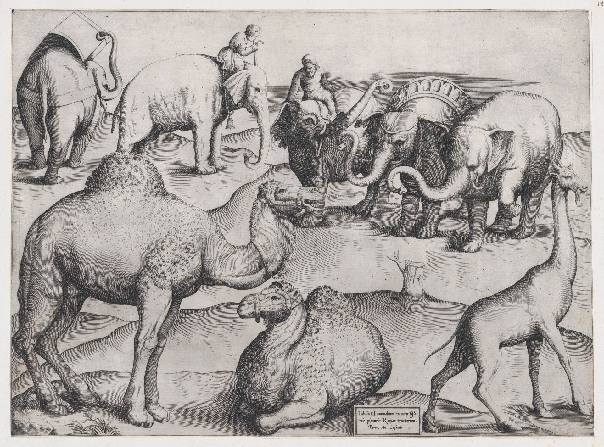 Speculum Romanae Magnificentiae: Wild Animals, from antique wall paintings, plate 3 by Anonymous