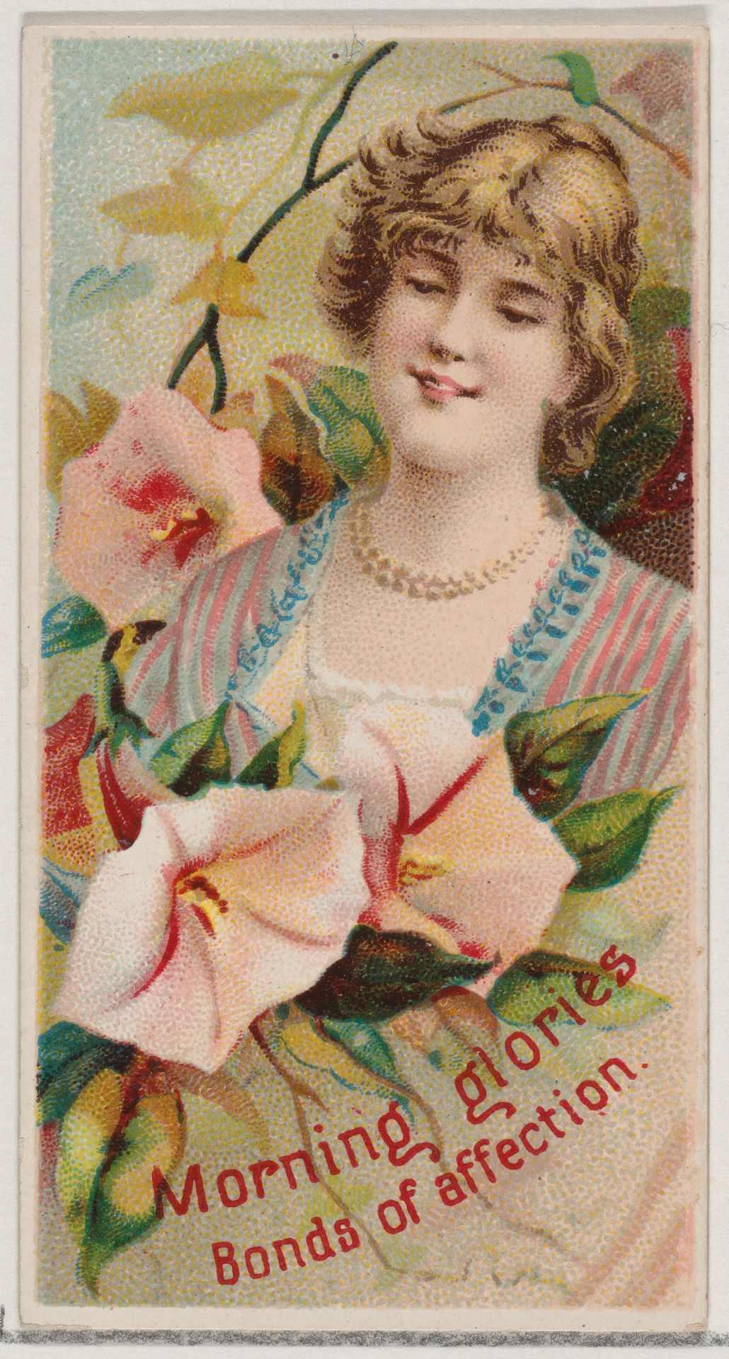 Morning Glories: Bonds of Affection, from the series Floral Beauties and Language of Flowers (N75) for Duke brand cigarettes by American Tobacco Company