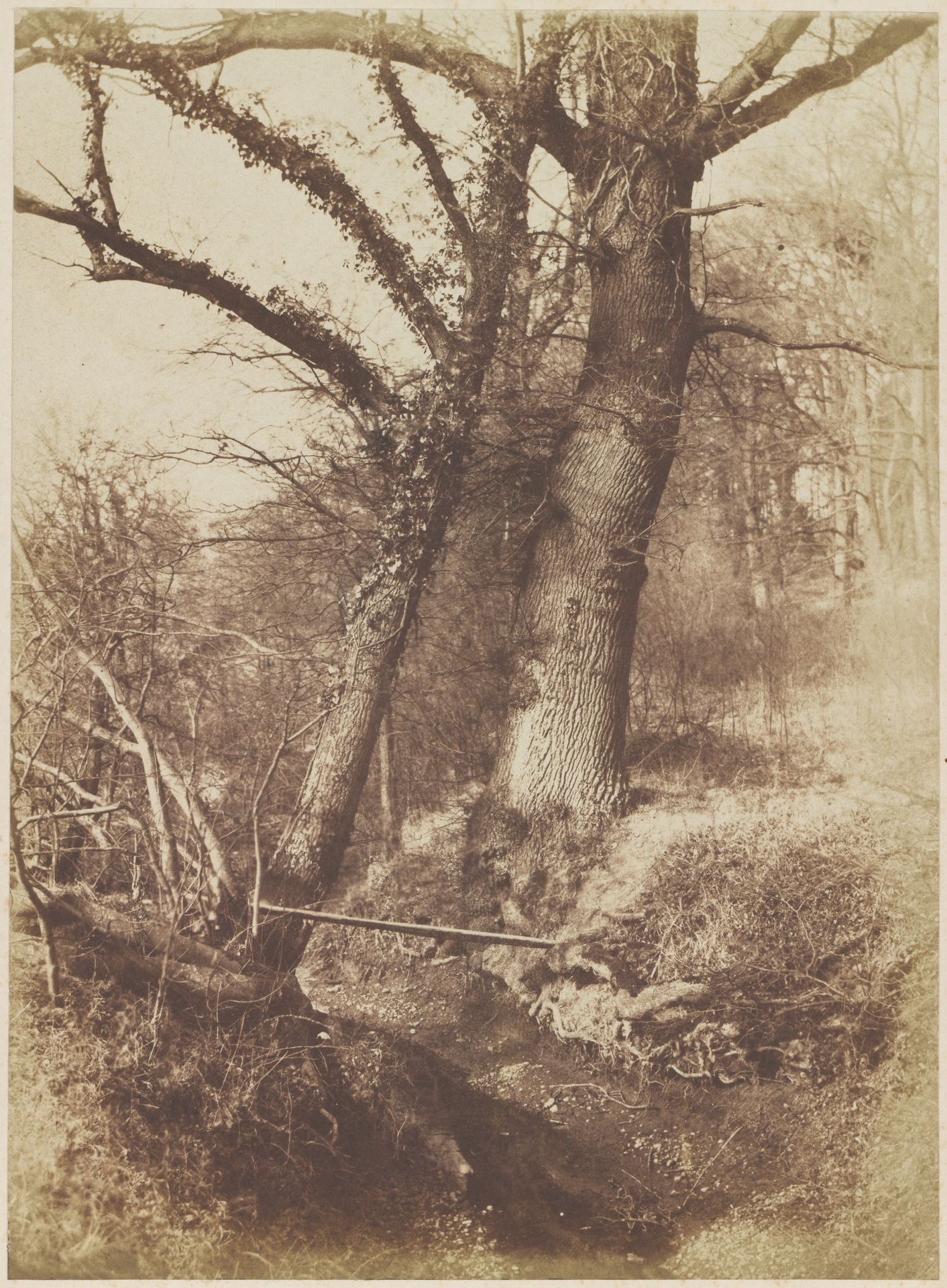 [Trees] by Thomas Keith