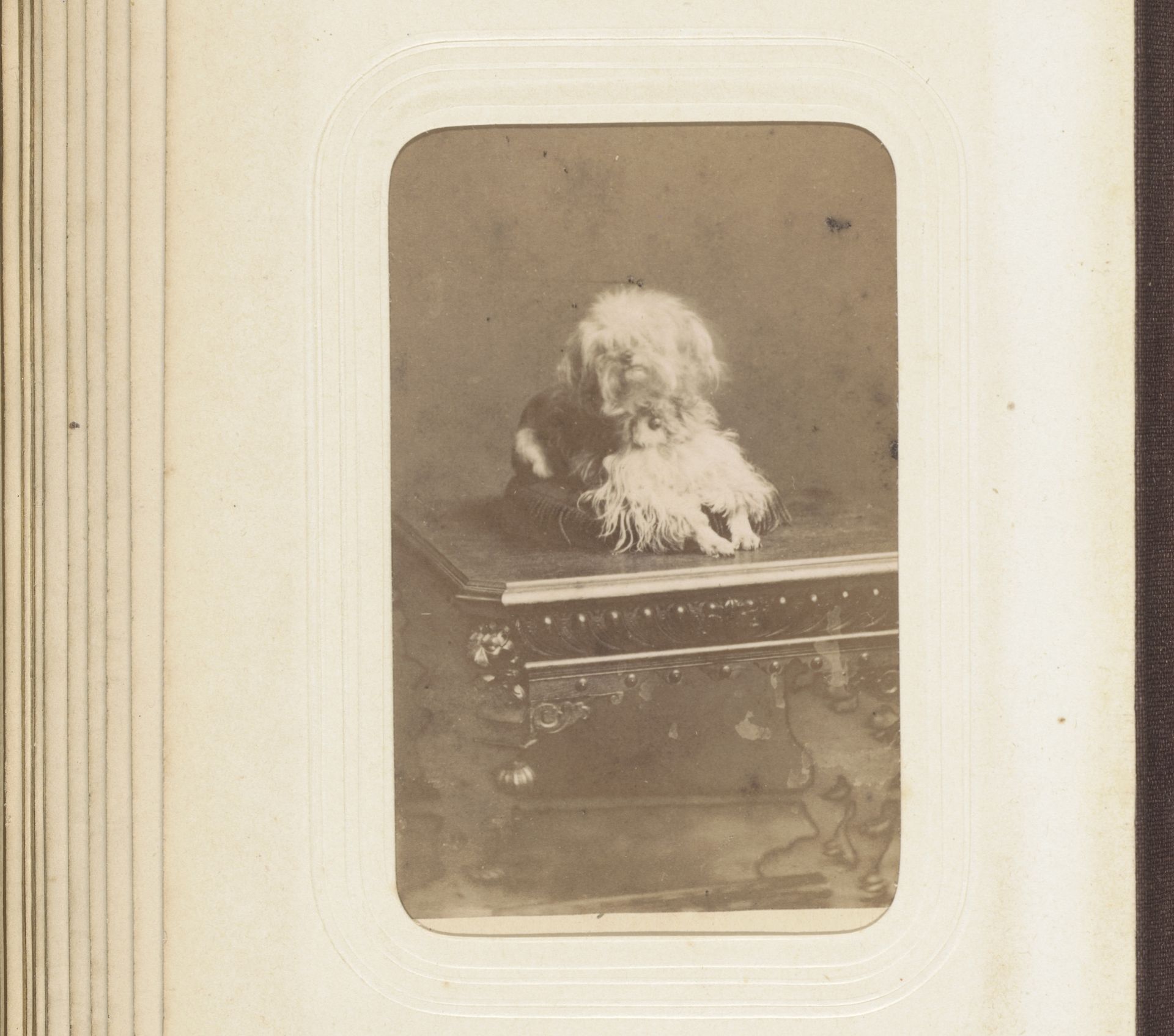 Portret van een hond op een lage tafel by Albert Greiner