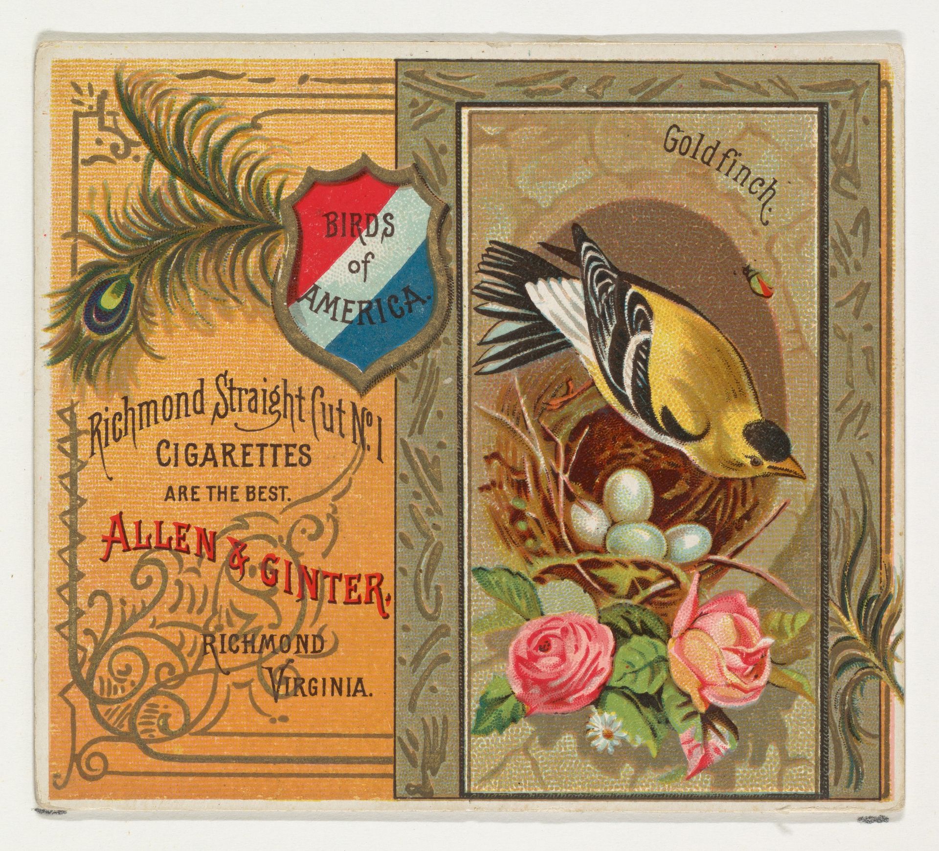 Goldfinch, from the Birds of America series (N37) for Allen & Ginter Cigarettes by Allen & Ginter