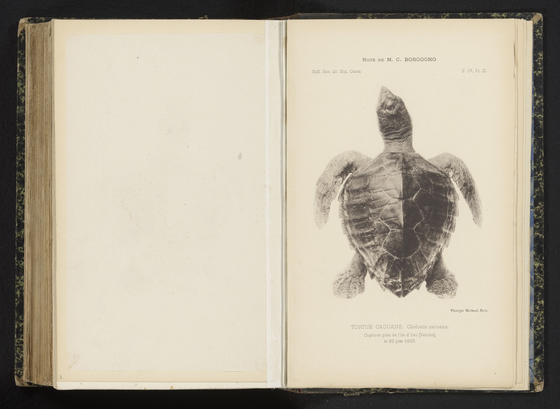 Caretta schildpad by Anonymous
