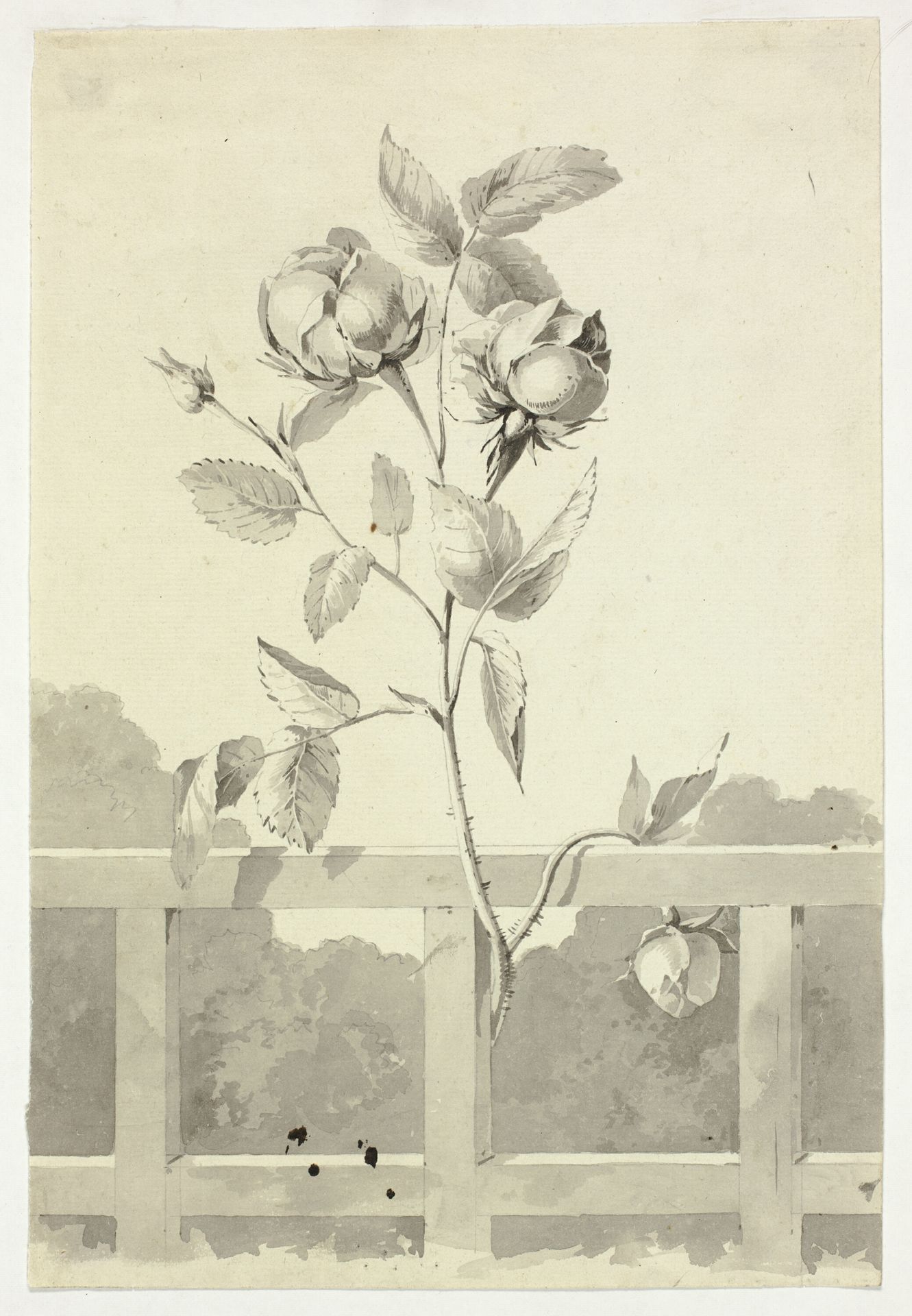 Rose by Antoine Pierre Mongin