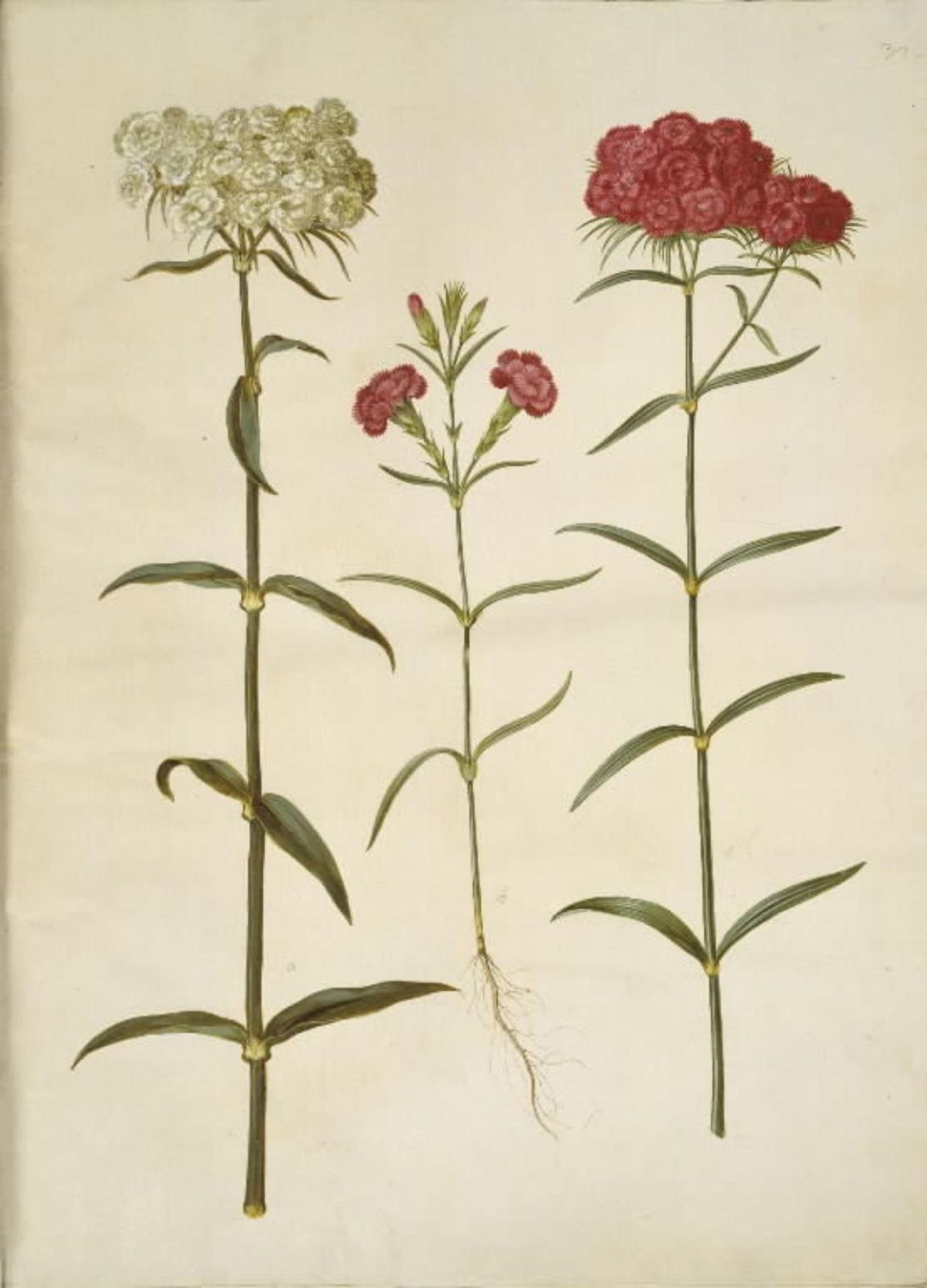 Dianthus barbatus (studenter-nellike); Dianthus (art af nellike) by Hans Simon Holtzbecker
