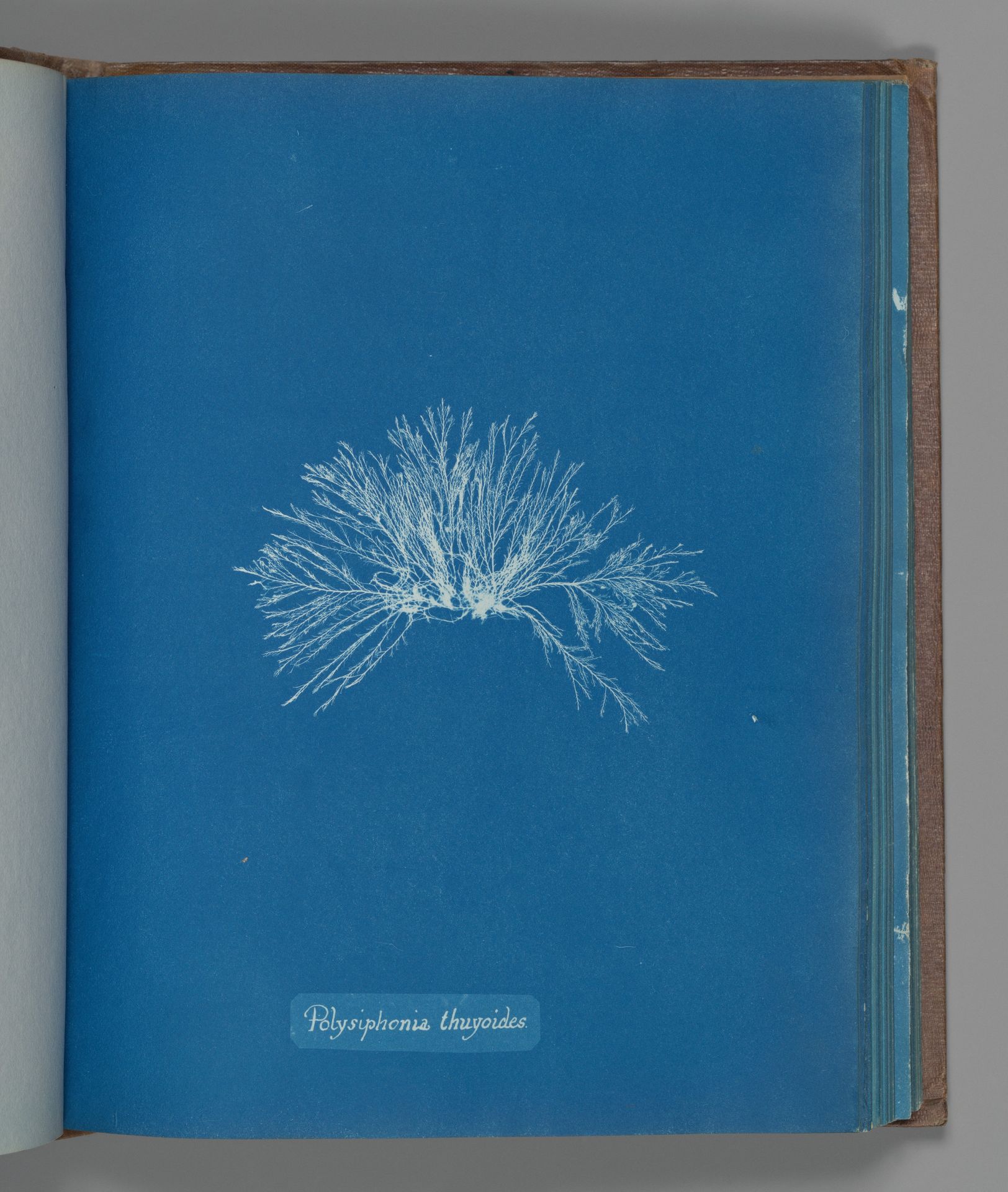 Polysiphonia thuyoides by Anna Atkins