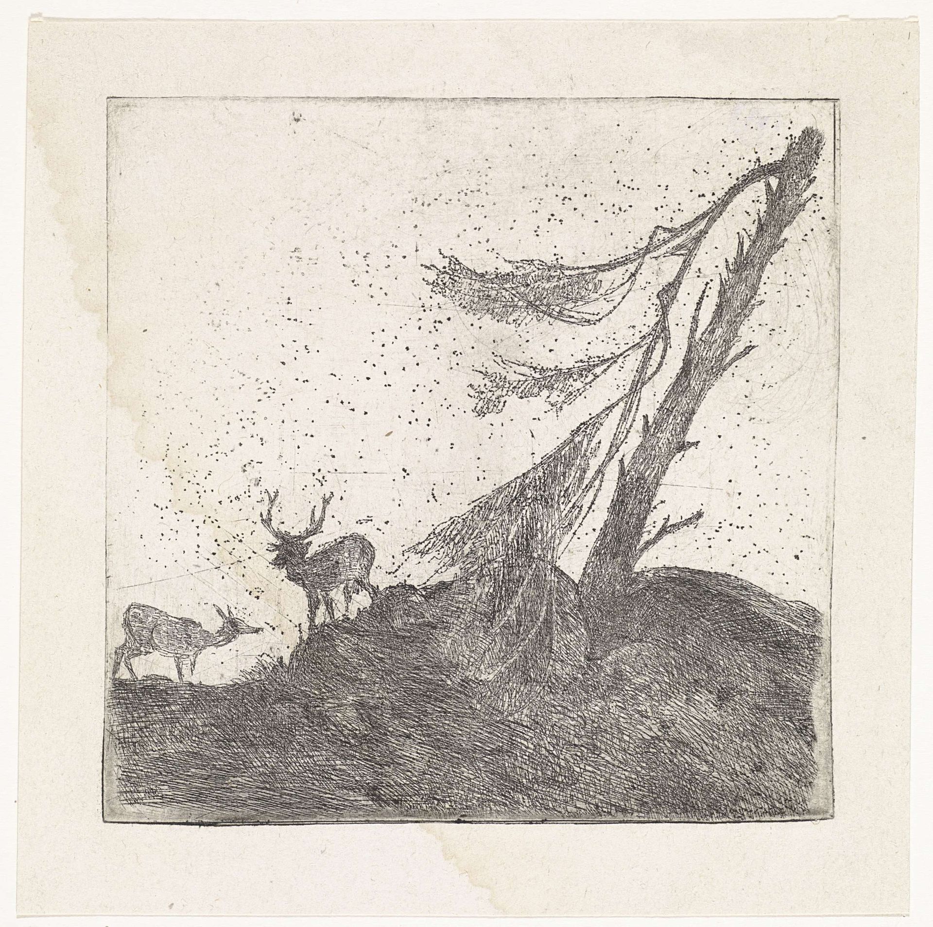 Twee herten bij een dennenboom by Dirk Arnoldus Tavenraat