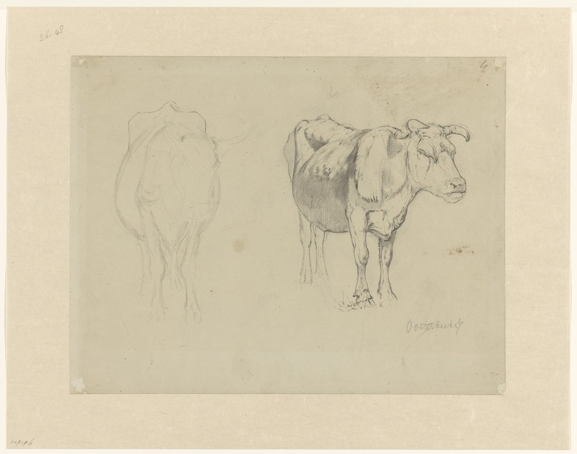 Schetsblad met twee studies van koeien by Gerard Bilders