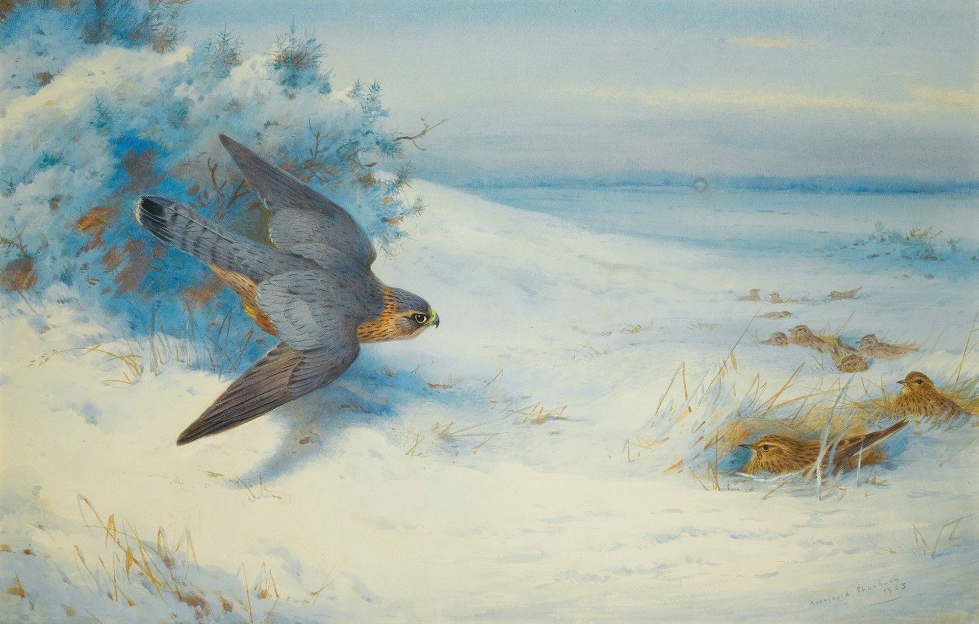 Merlin And Larks by Archibald Thorburn