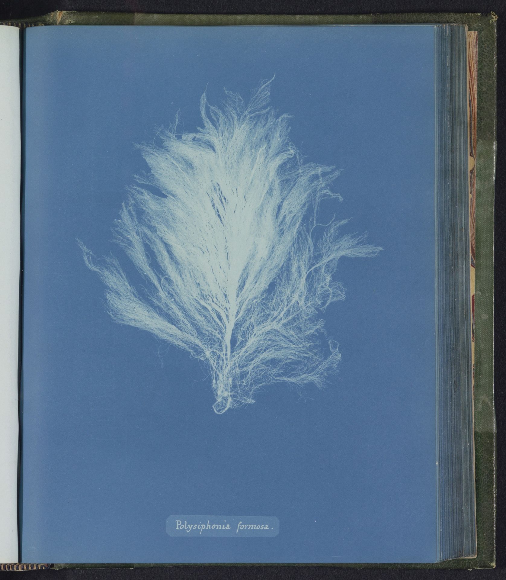 Polysiphonia formosa by Anna Atkins