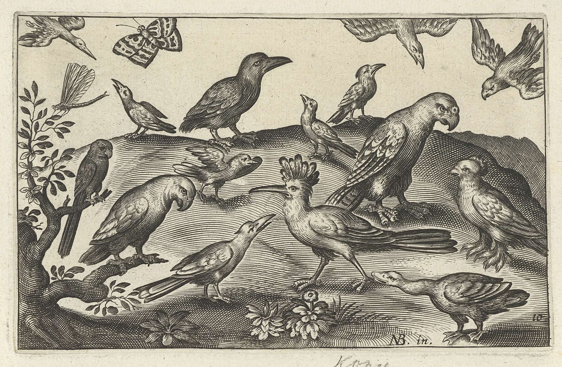 Hop en andere vogels by Anonymous