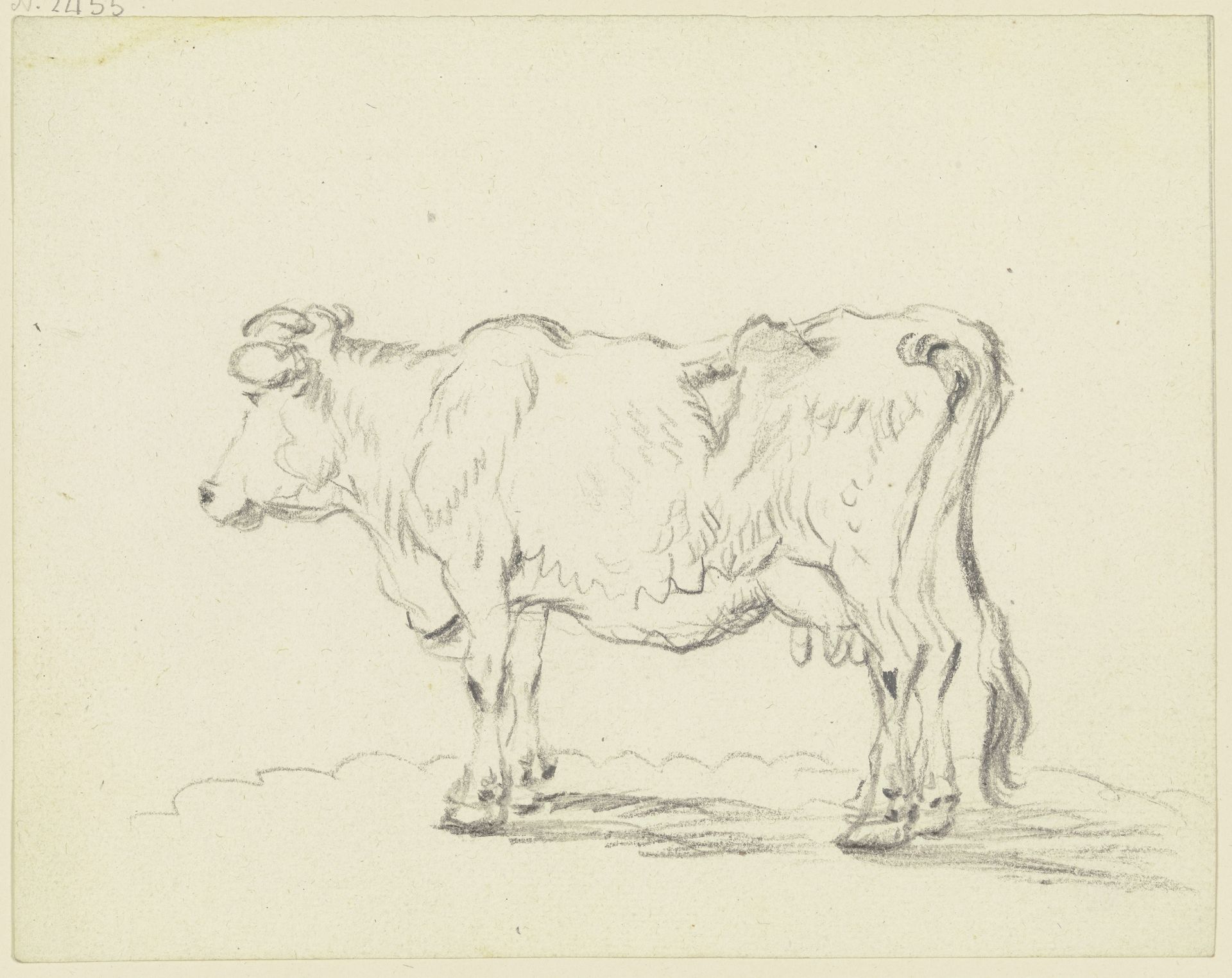 Standing cow to the left by Friedrich Wilhelm Hirt