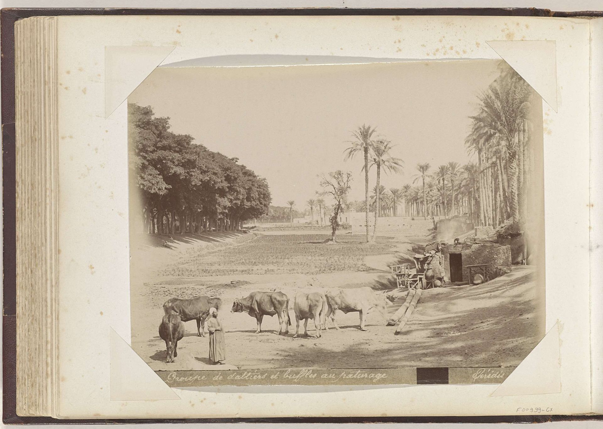 Herder en grazende buffels bij een hutje onder dadelpalmen, vermoedelijk in Egypte by Peridis