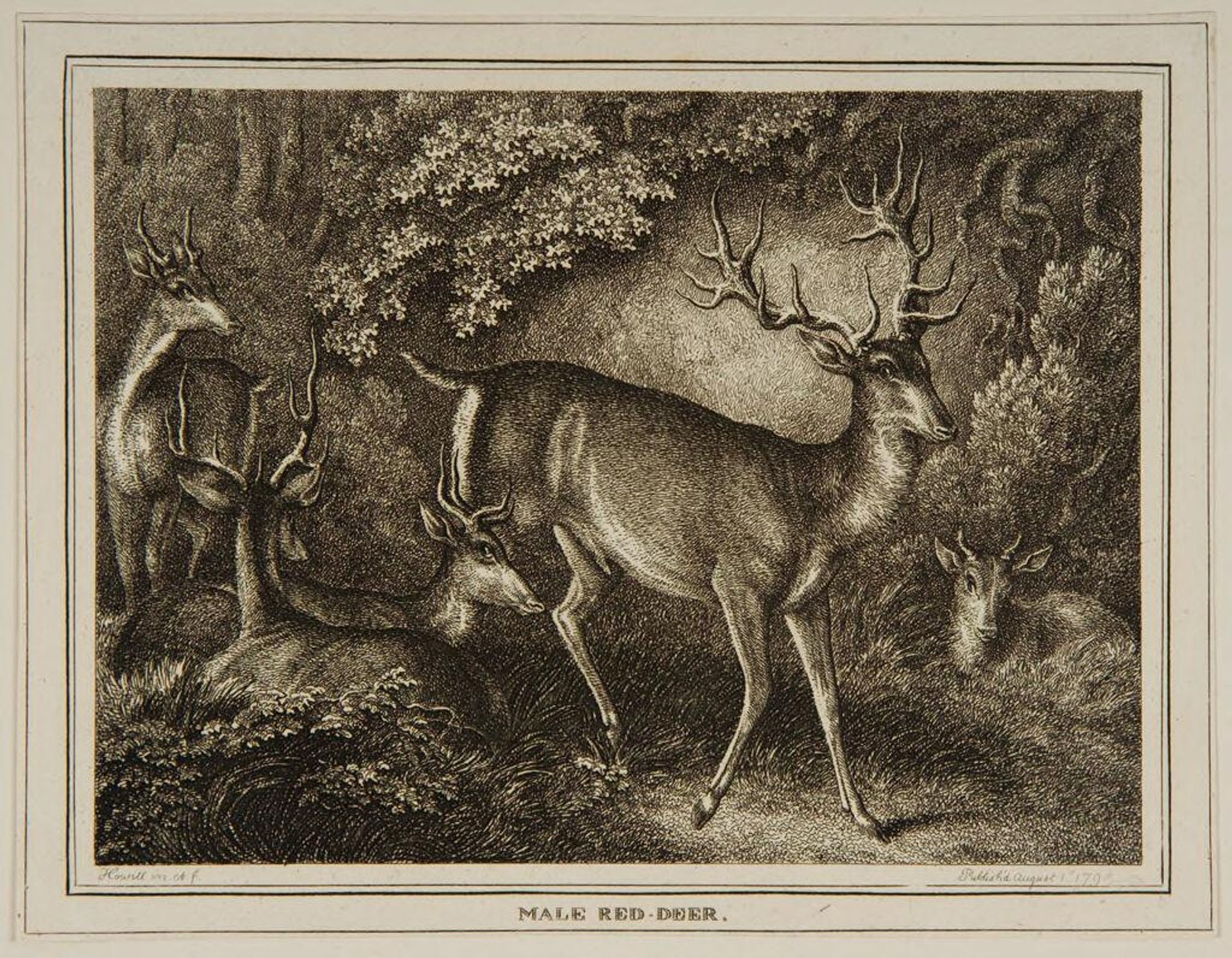 Male Red Deer by Samuel Howitt