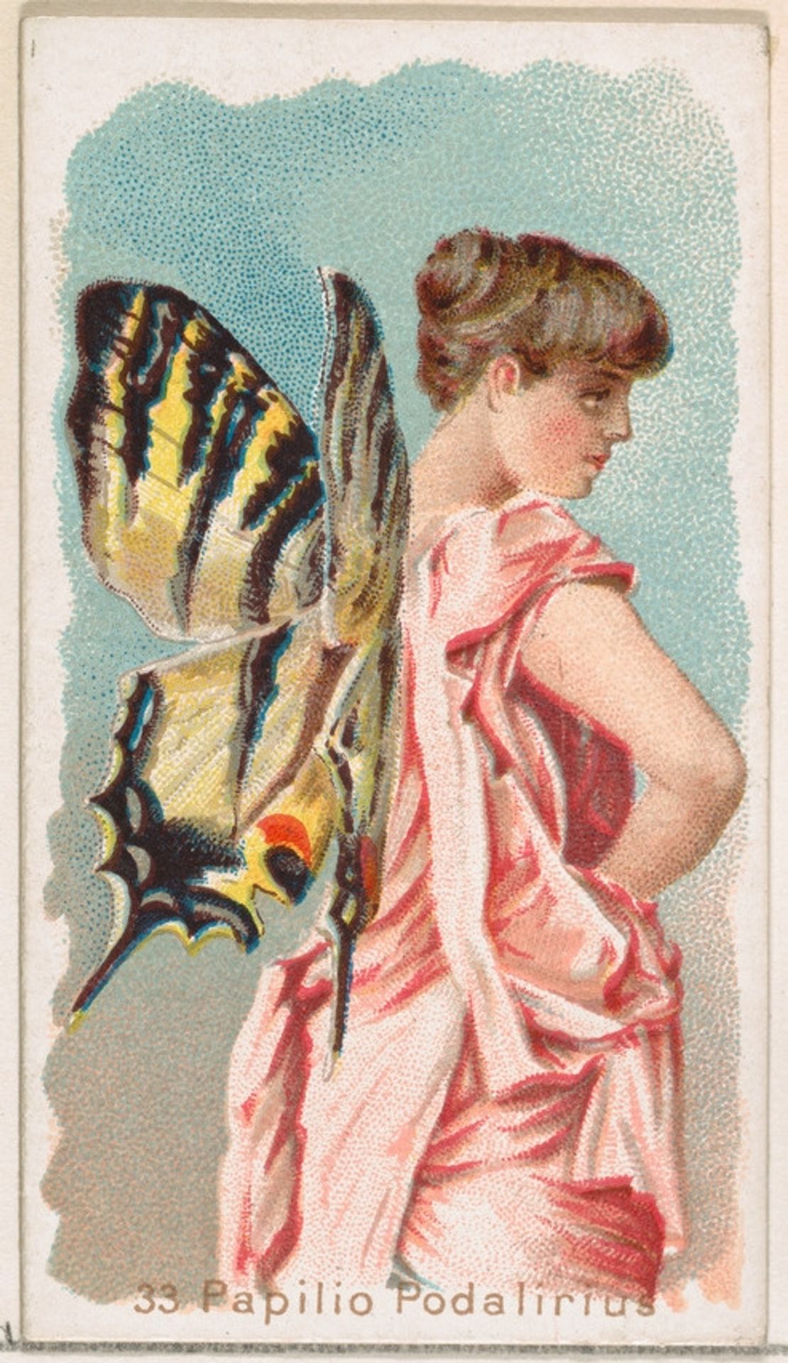 Card 33, Papilio Podalirius, from the Butterflies series (N183) issued by Wm. S. Kimball & Co. by William S. Kimball & Company