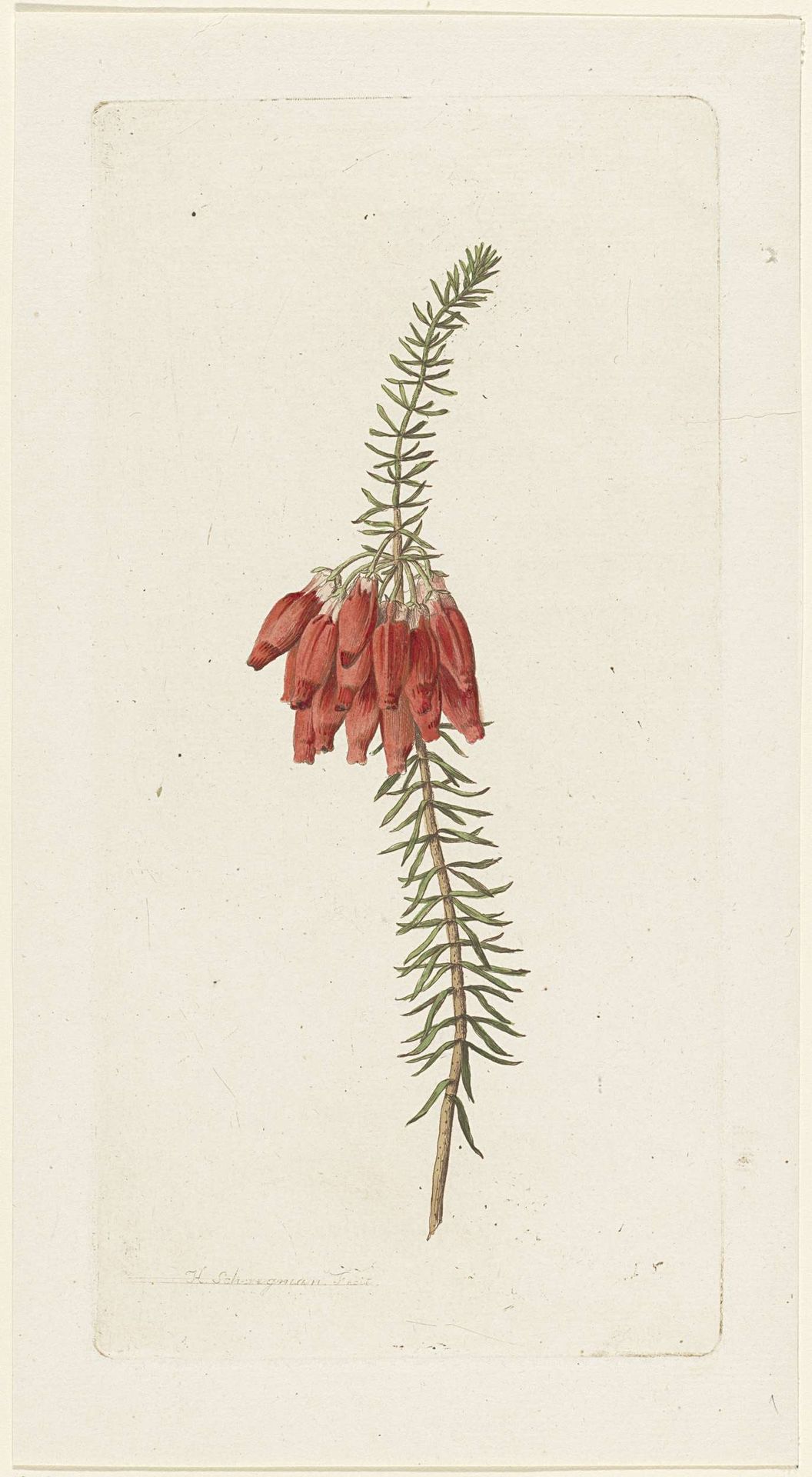 Bloemen (Erica Mammosa) by Hendrik Schwegman
