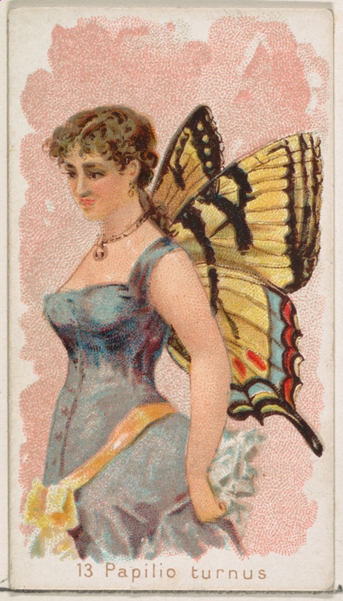 Card 13, Papilio Turnus, from the Butterflies series (N183) issued by Wm. S. Kimball & Co. by William S. Kimball & Company