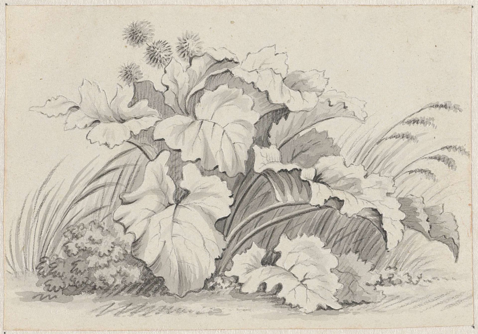 Plantenstudie by Pieter de Goeje