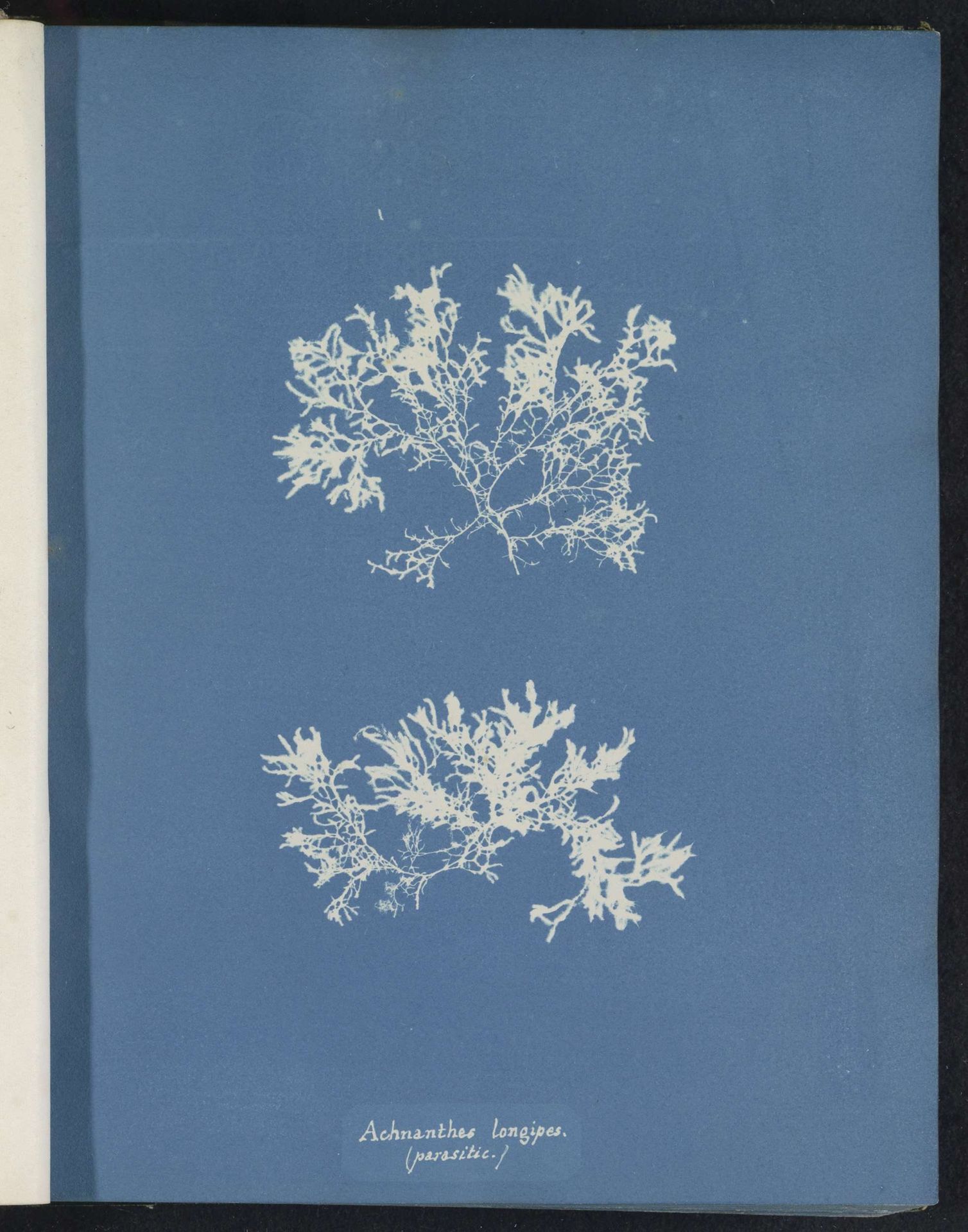 Achnanthes longipes by Anna Atkins