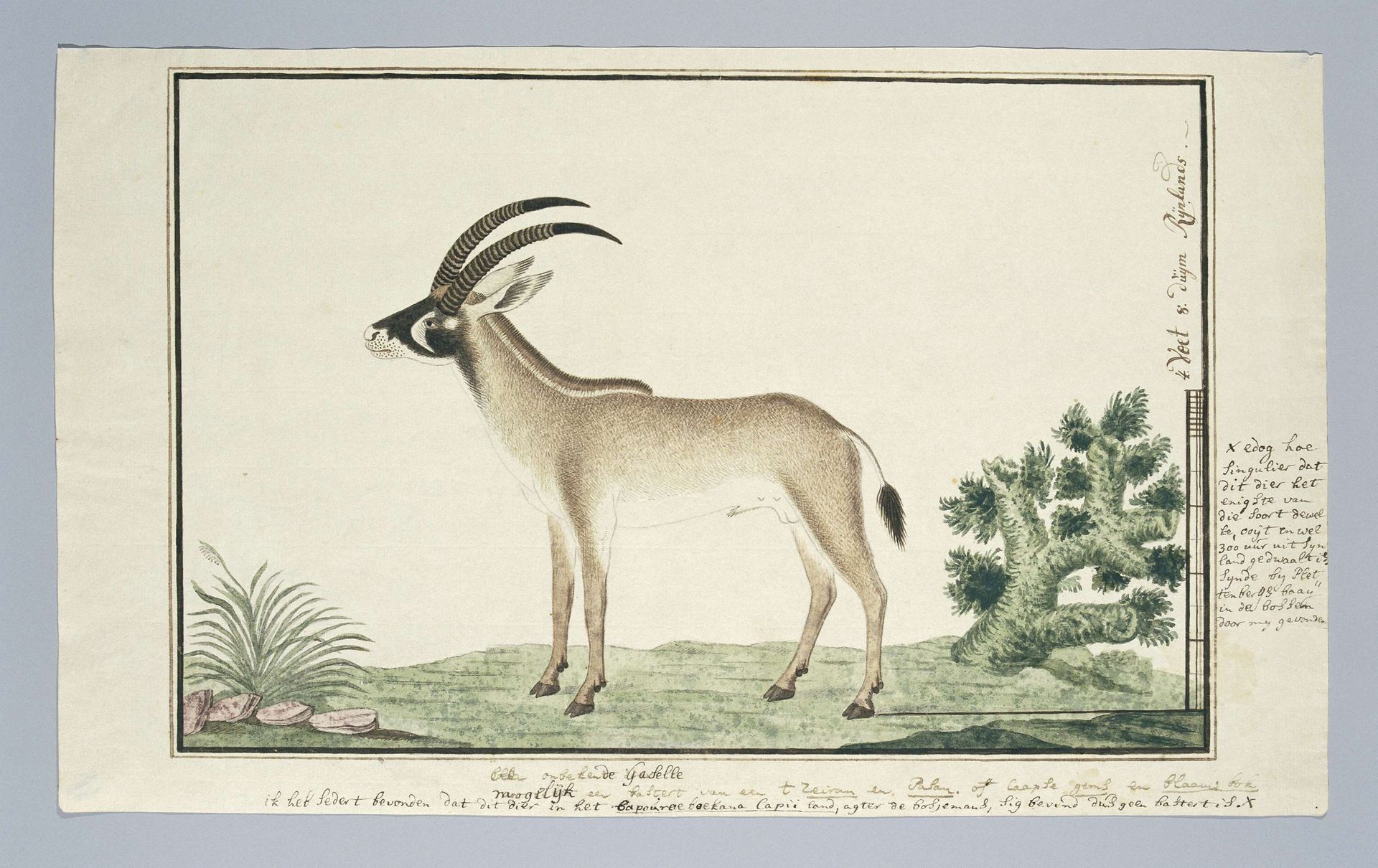 Hippotragus equinus (Roan antelope) by Robert Jacob Gordon