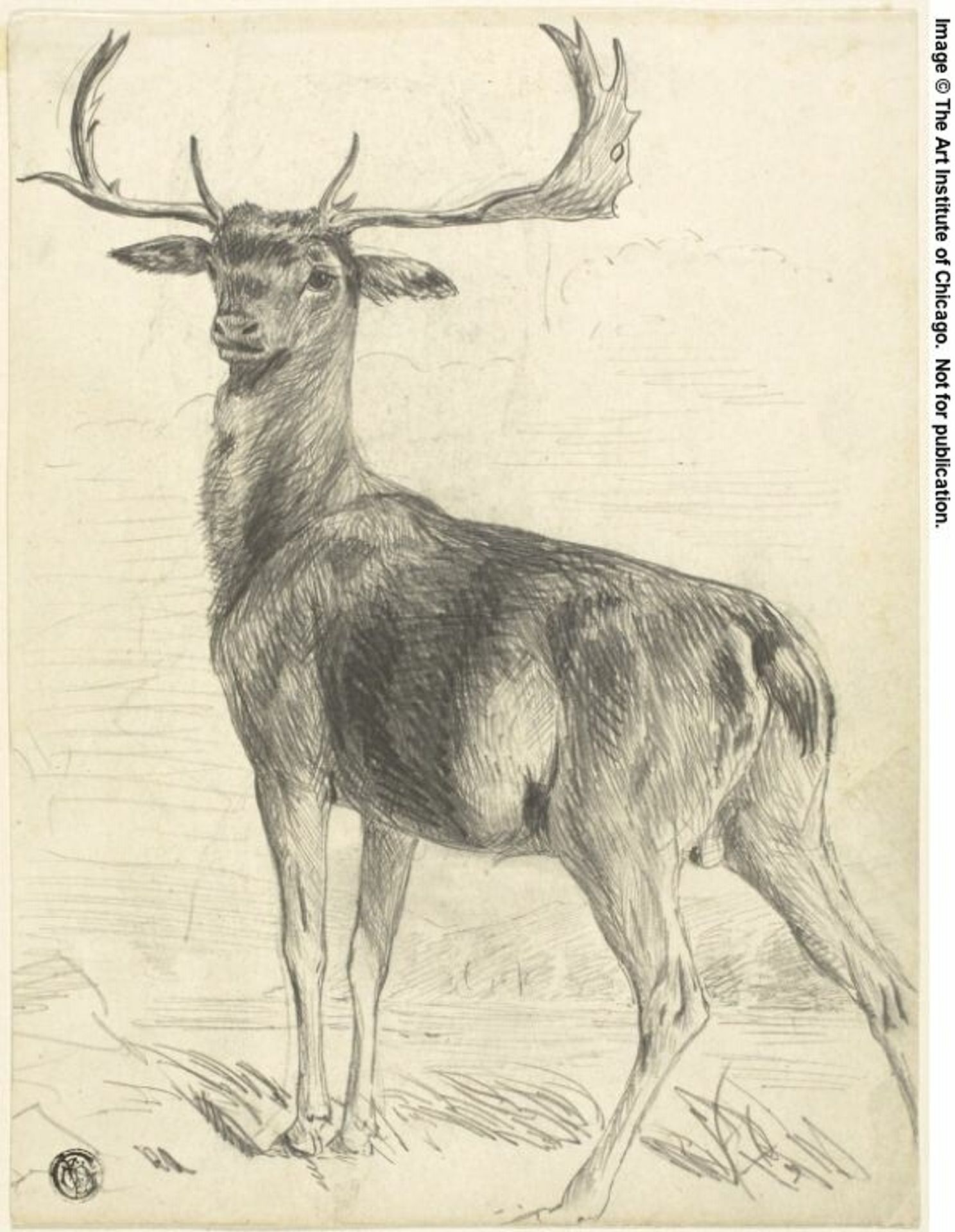 Deer (recto); Skull of Giraffe (verso) by Edwin Henry Landseer