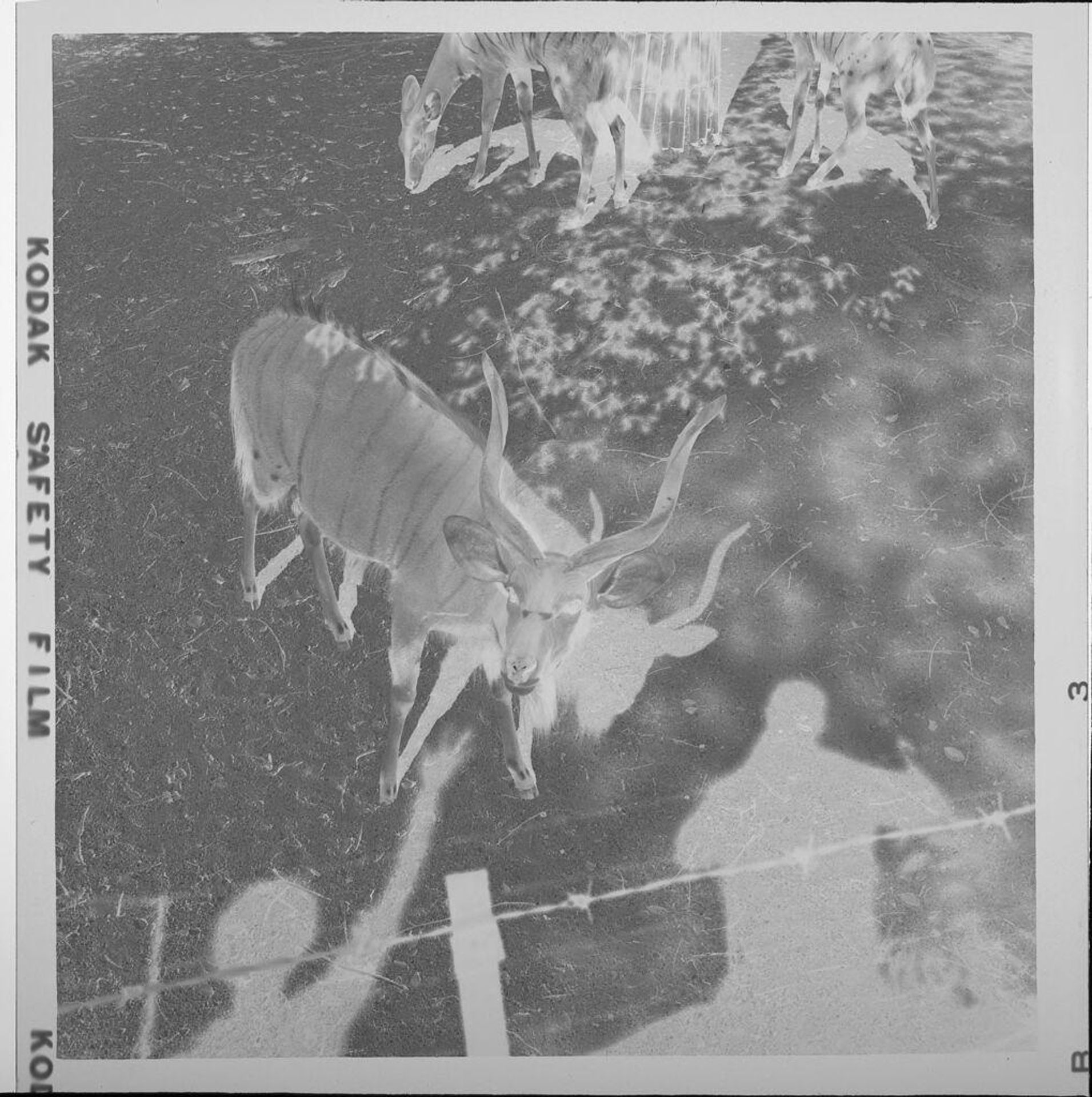 Untitled (antelopes at the zoo seen from above, shadows of people watching) by Jack Gould