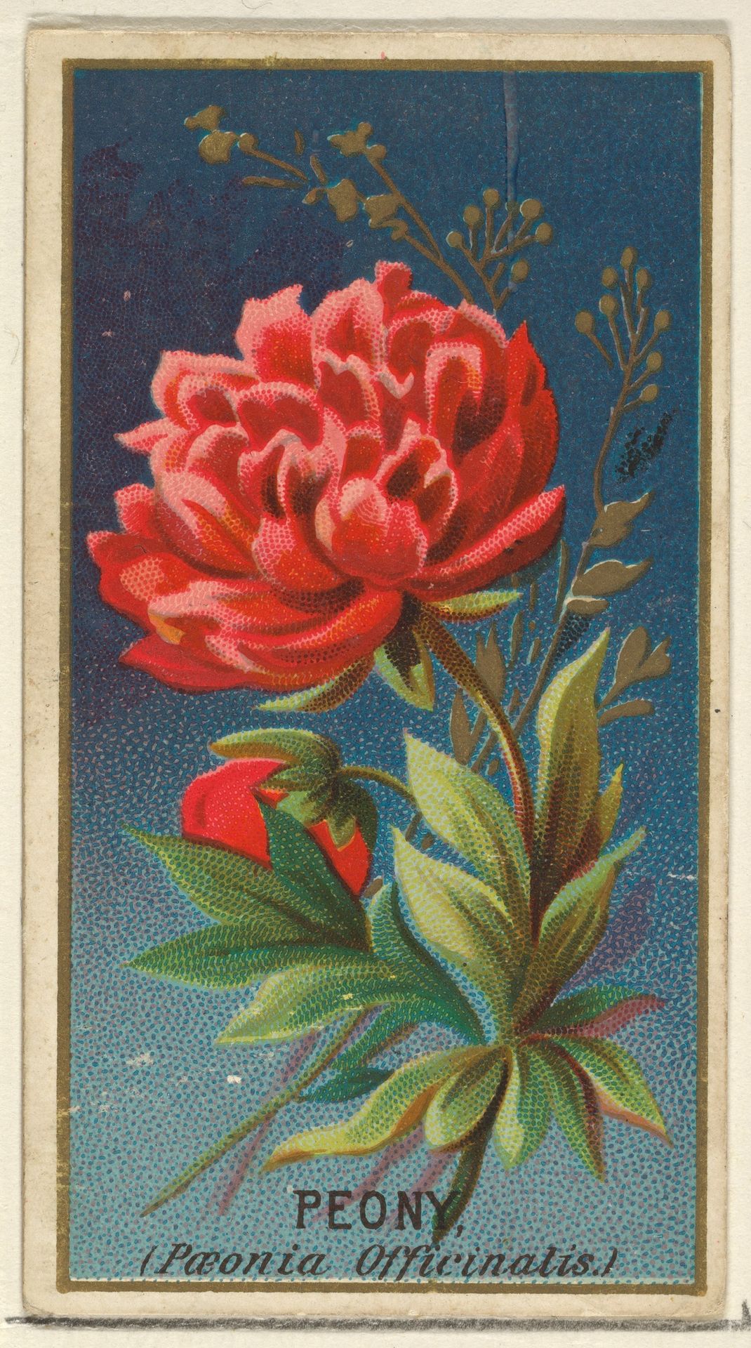 Peony (Paeonia Officinatis), from the Flowers series for Old Judge Cigarettes by Goodwin & Company