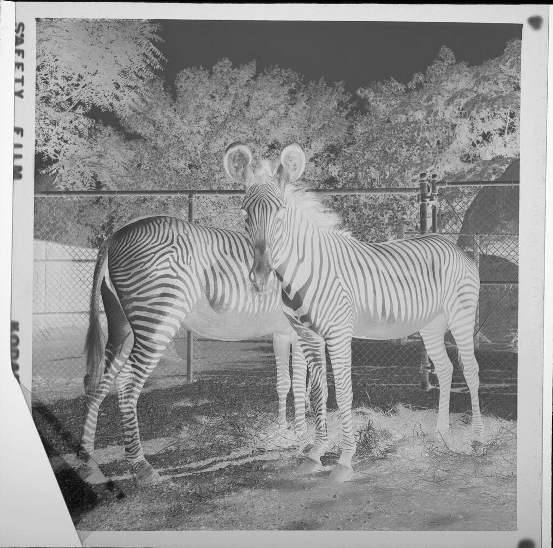 Untitled (two zebras at zoo) by Jack Gould