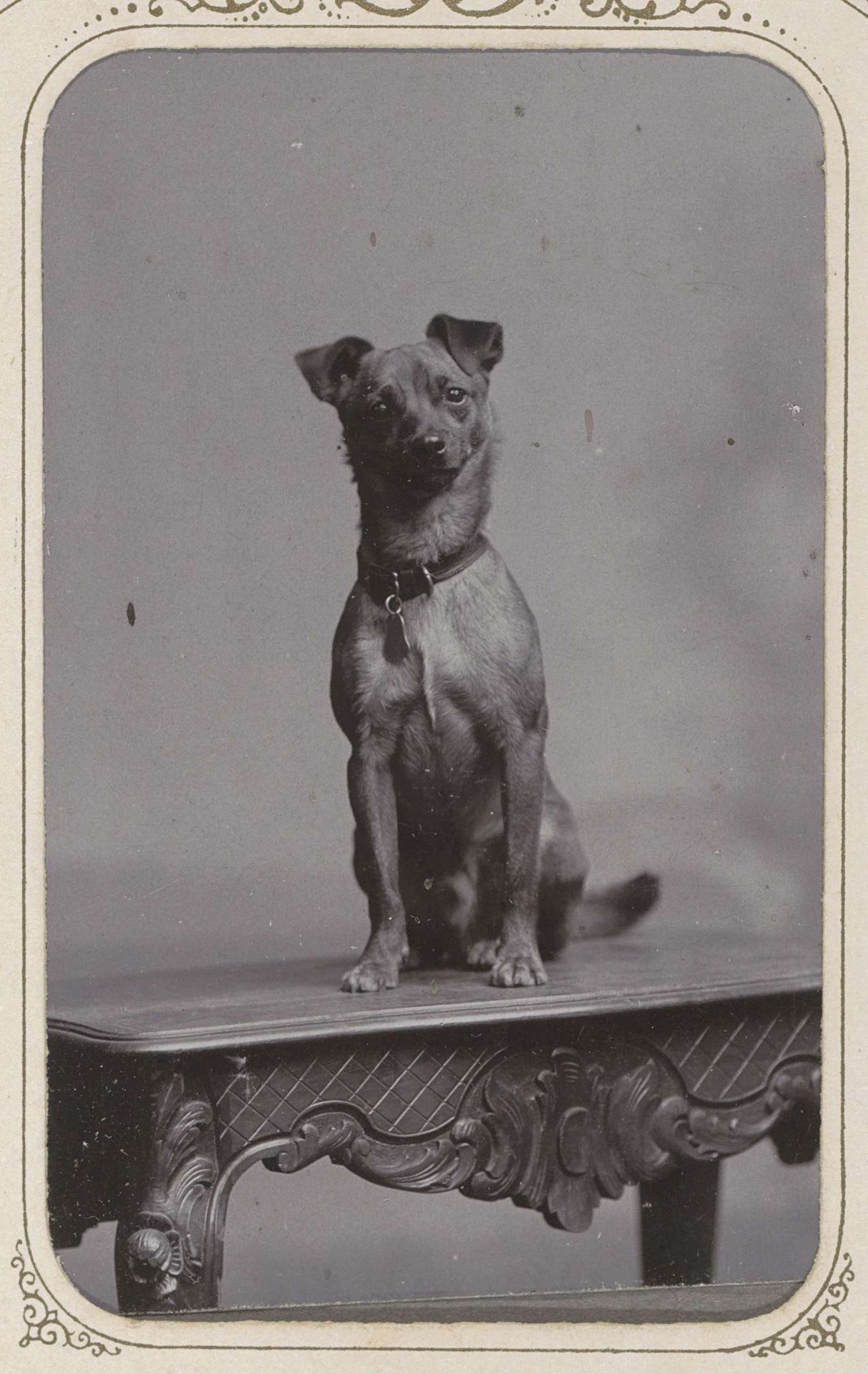 Op tafel zittende hond by W.G. Kuijer & Zonen