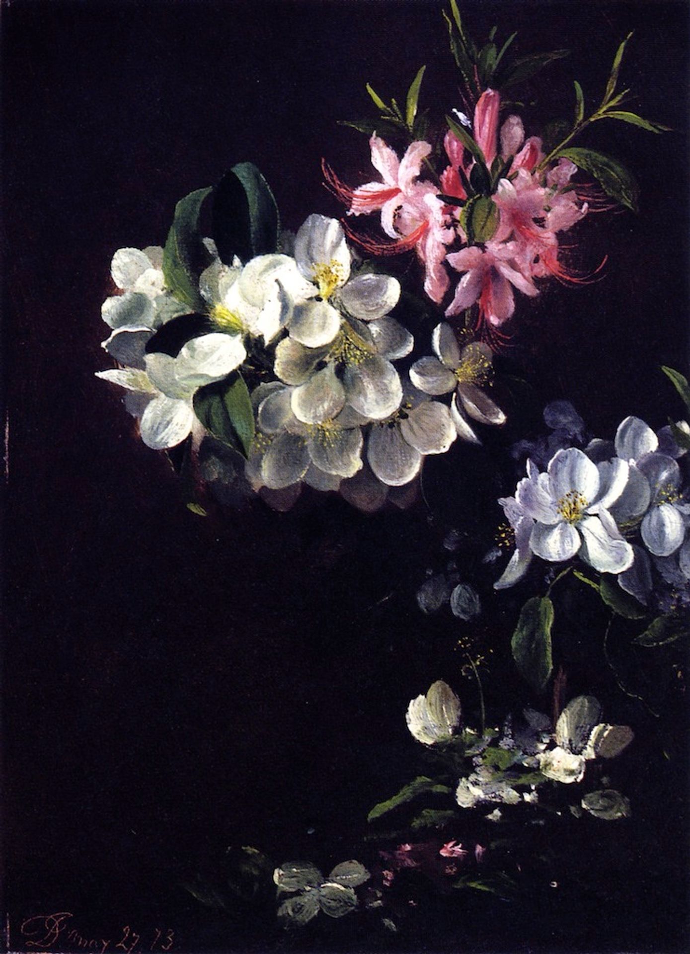 Sketch of Apple Blossoms with May Flowers by David Johnson