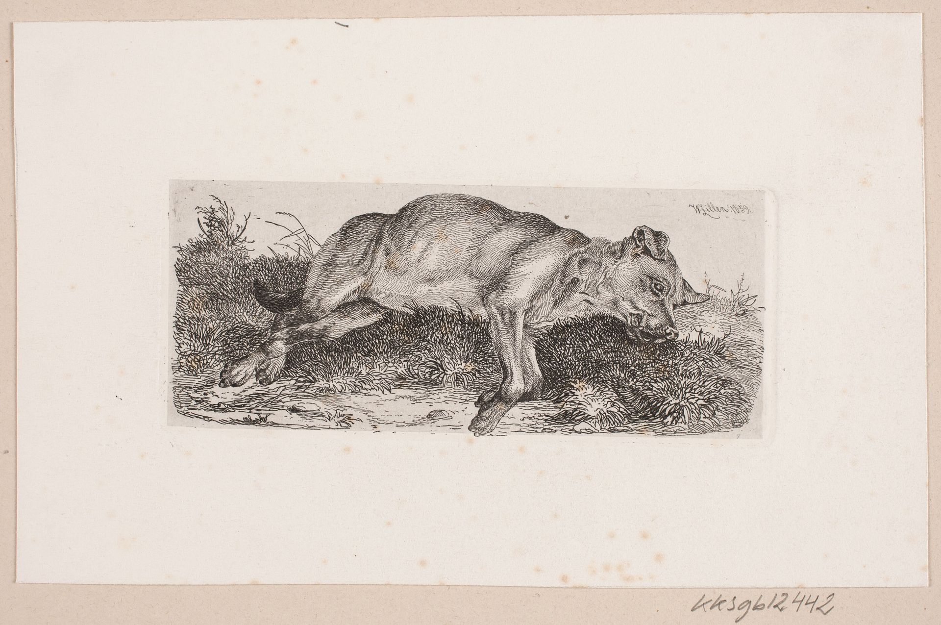 En hund liggende på marken by Johannes Wilhelm Zillen