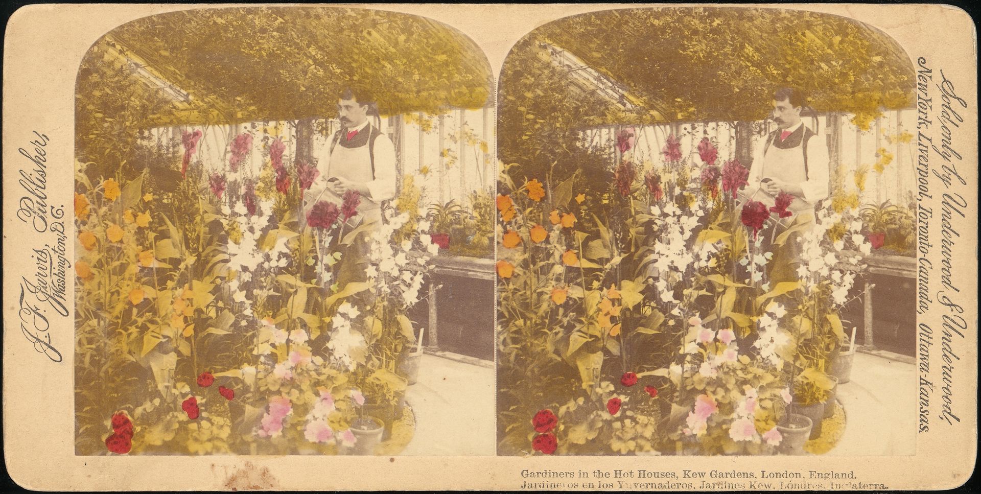 [Pair of Stereograph Views of the Royal Botanic Gardens, Kew Gardens, London, England] by J. F. Jarvis