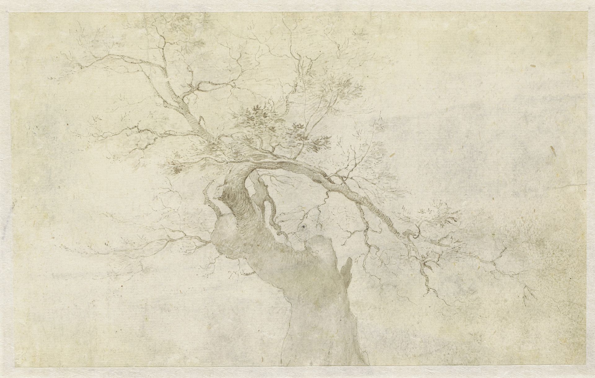 Studie van een knoestige boom by Paulus Willemsz. van Vianen