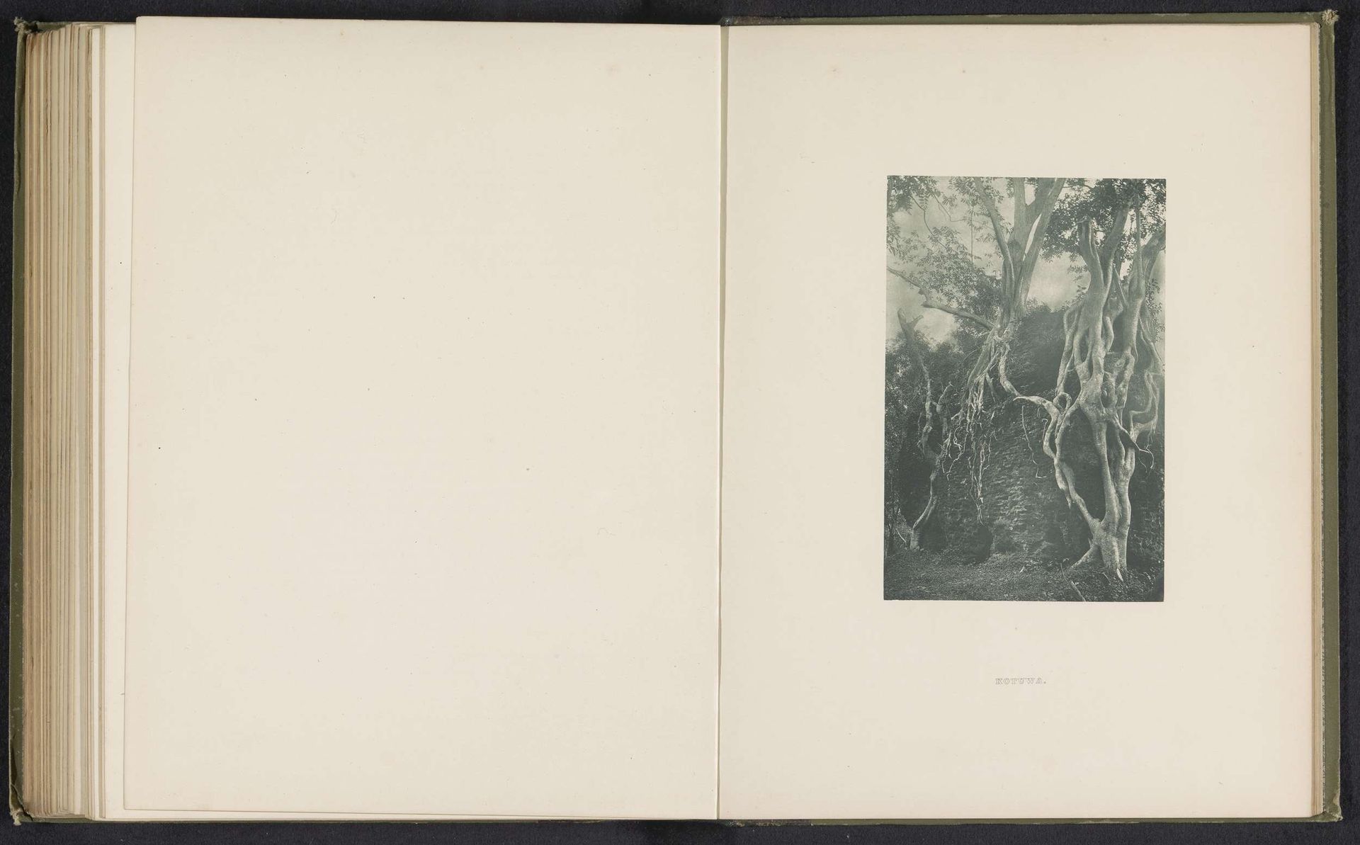 Kotuwa by Henry William Cave