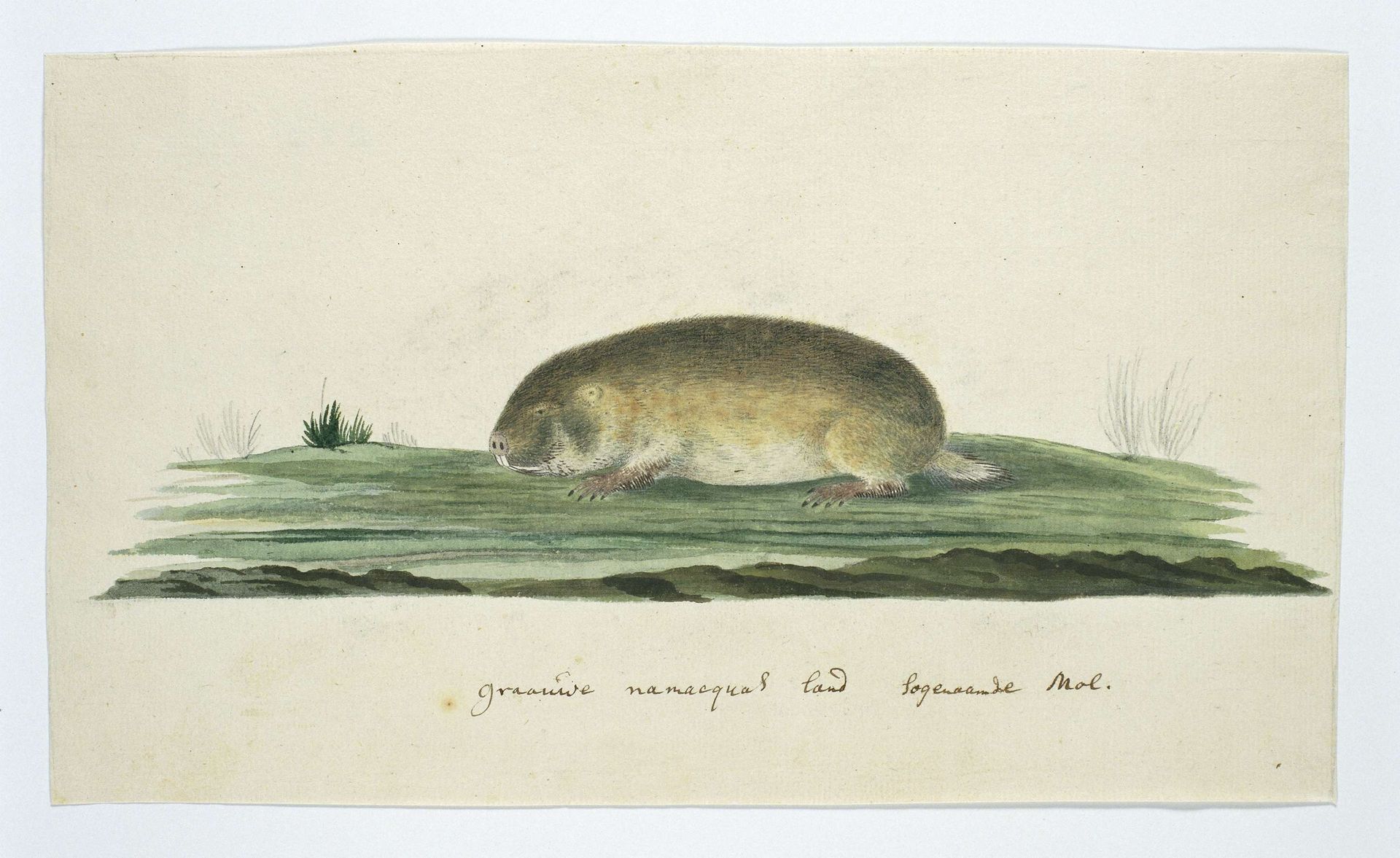 Bathyergus janetta (Namaqua dune mole-rat) by Robert Jacob Gordon