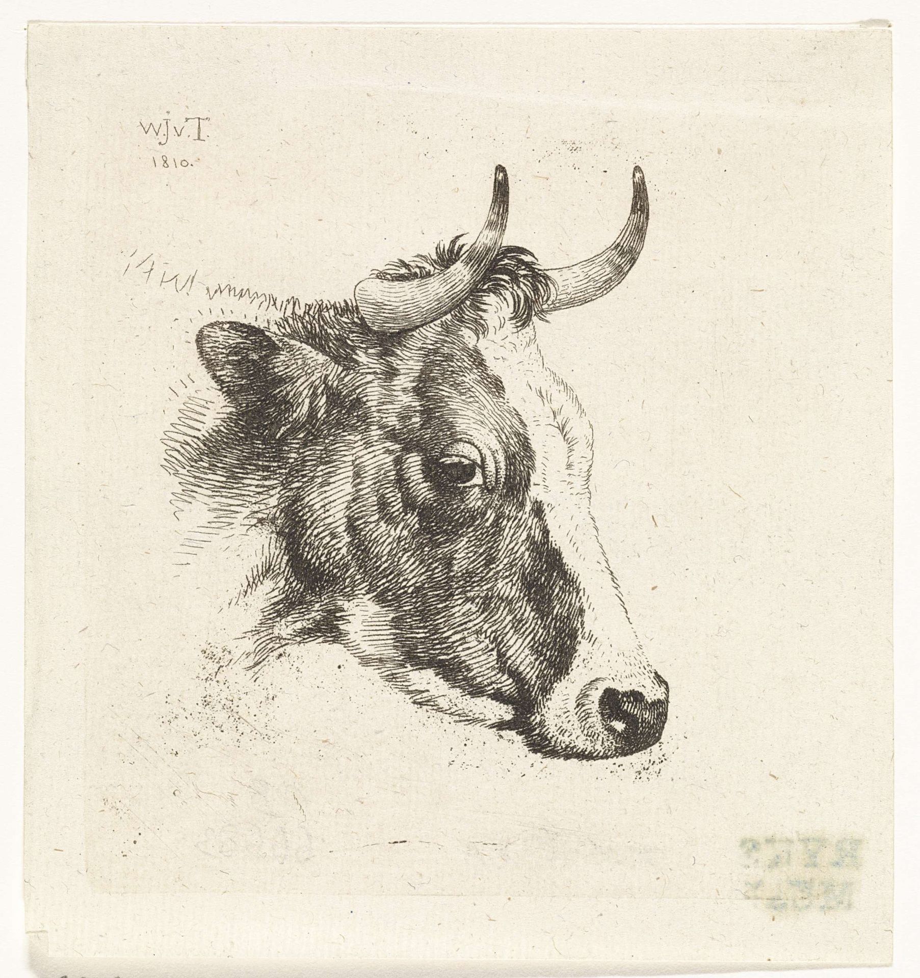 Koeienkop B by Wouter Johannes van Troostwijk