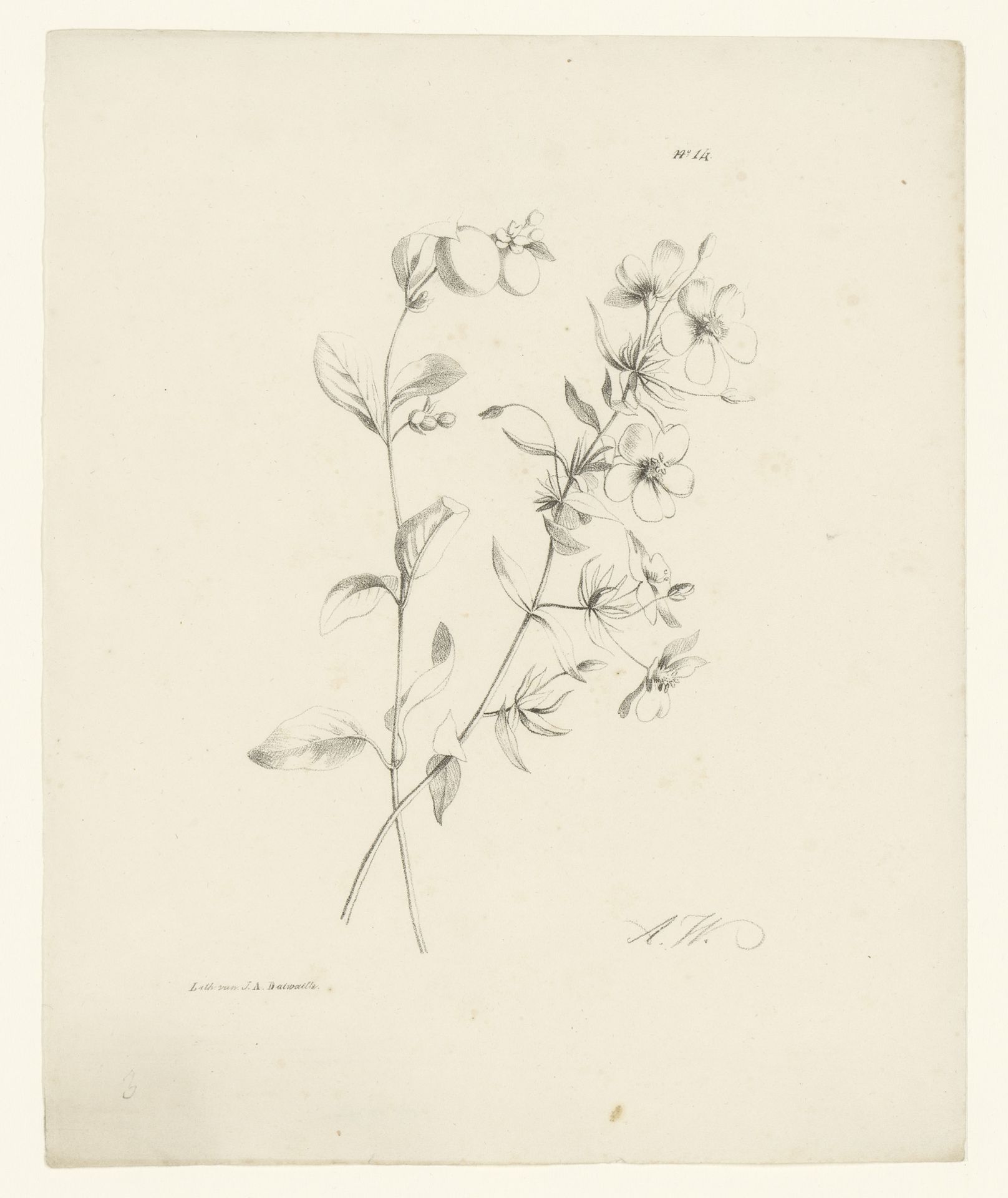 Twee bloemen by Anton Weiss