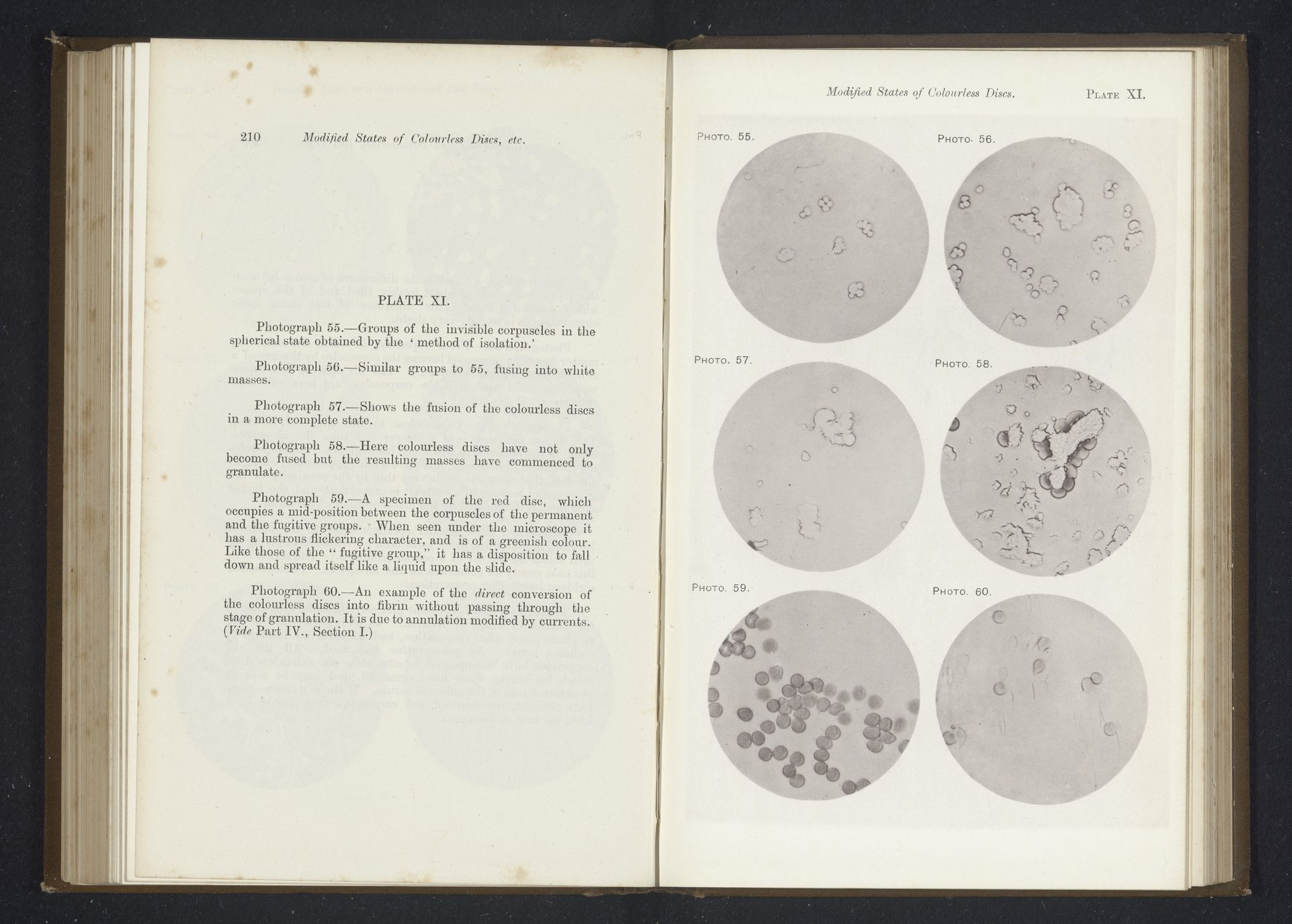 Zes vergrotingen van kleurloze bloedlichaampjes by Richard Norris