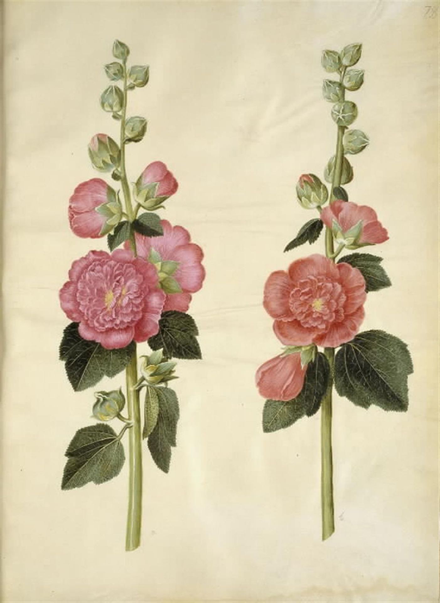 Alcea rosea (have-stokrose) by Hans Simon Holtzbecker