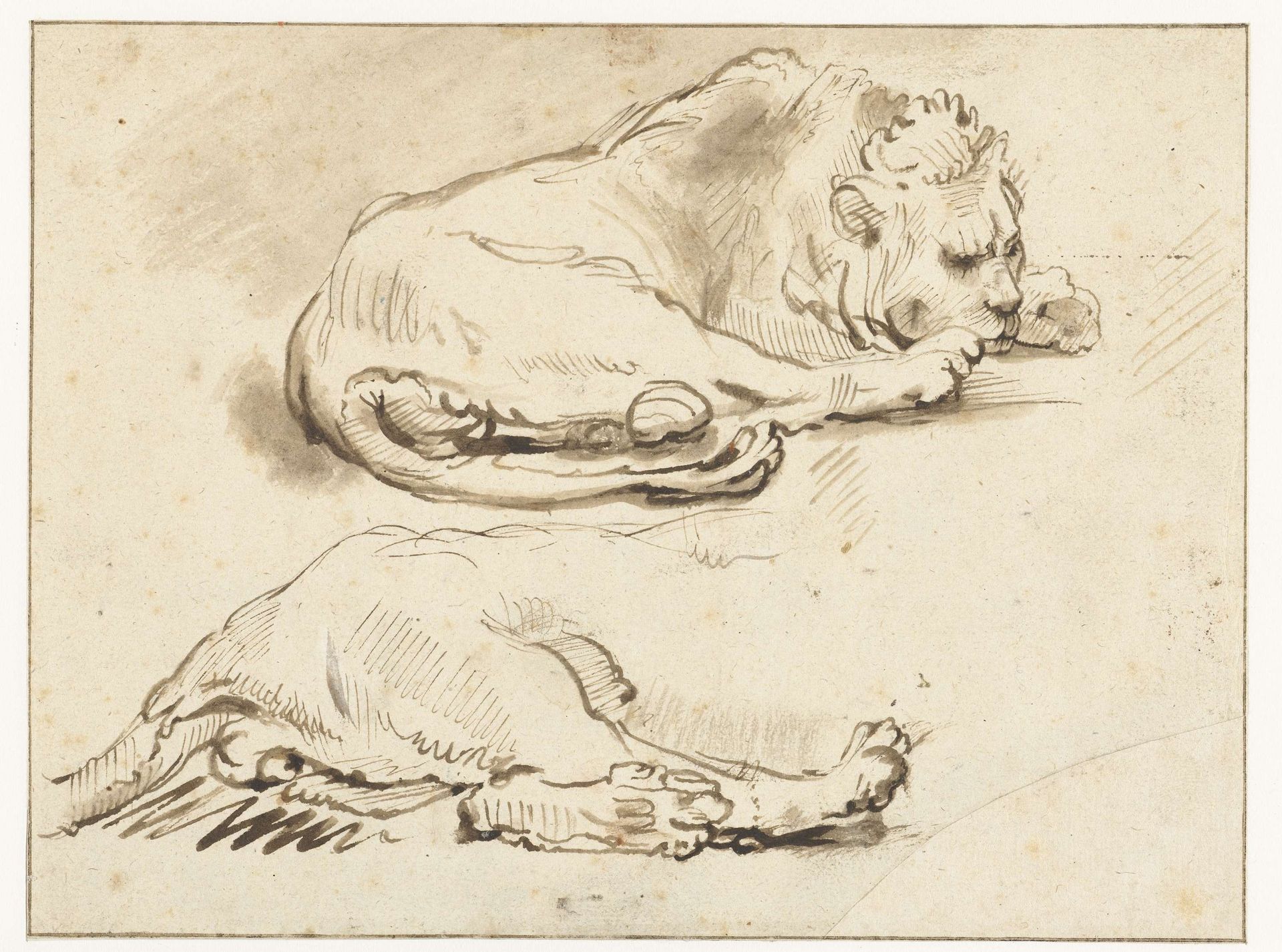 Lion at Rest and Sketch of its Hind Quarters by Rembrandt van Rijn