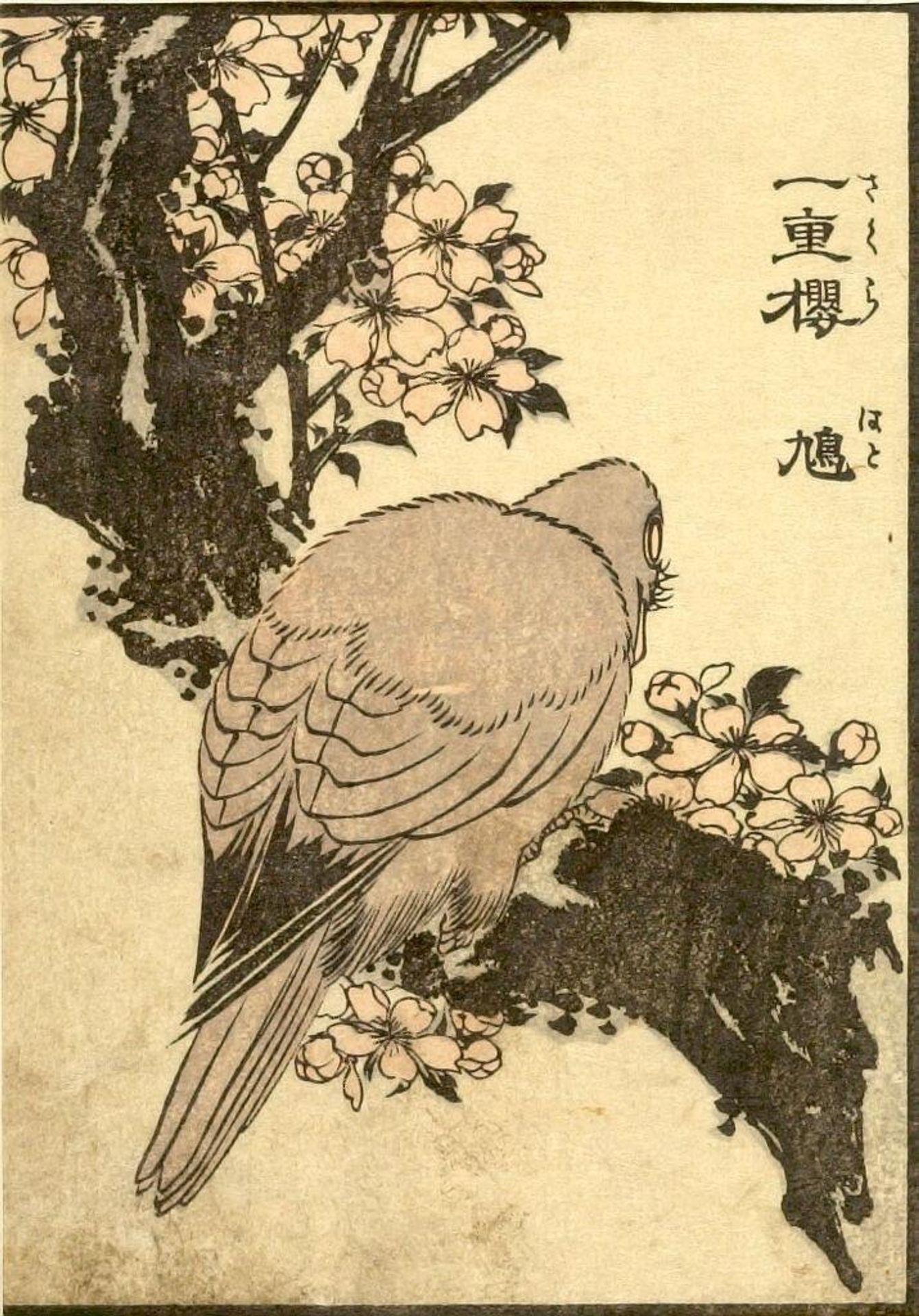 from the illustrated book "KachÅ gaden" by Katsushika Taito II äºä»£èé£¾æ´æ