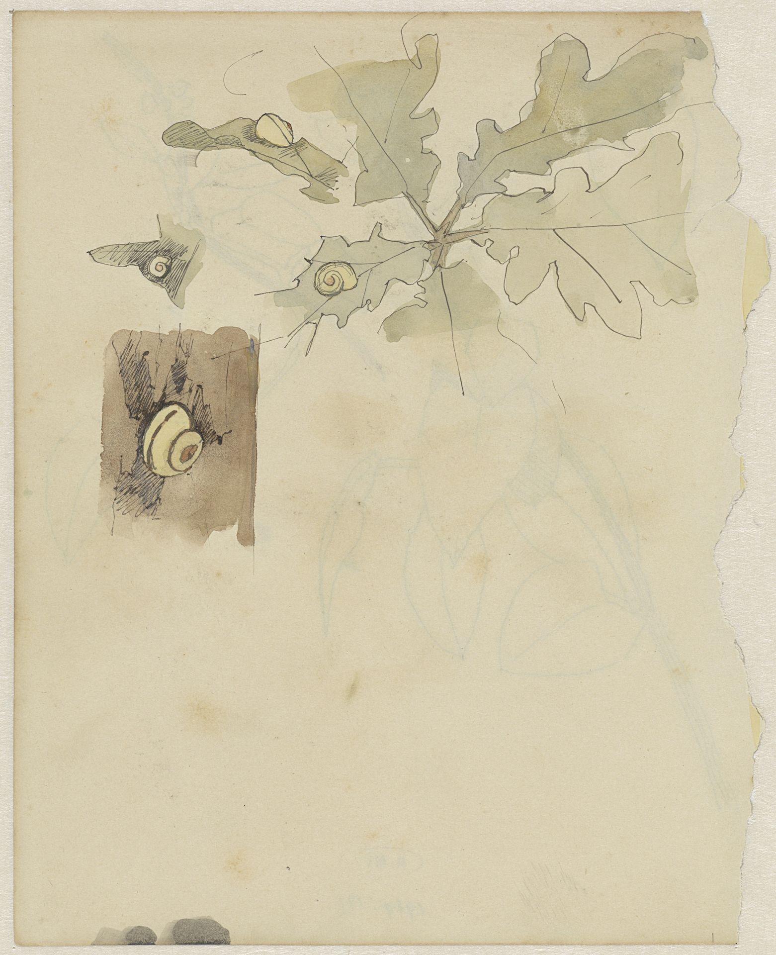 Eikenblad met slakken by Theo Nieuwenhuis